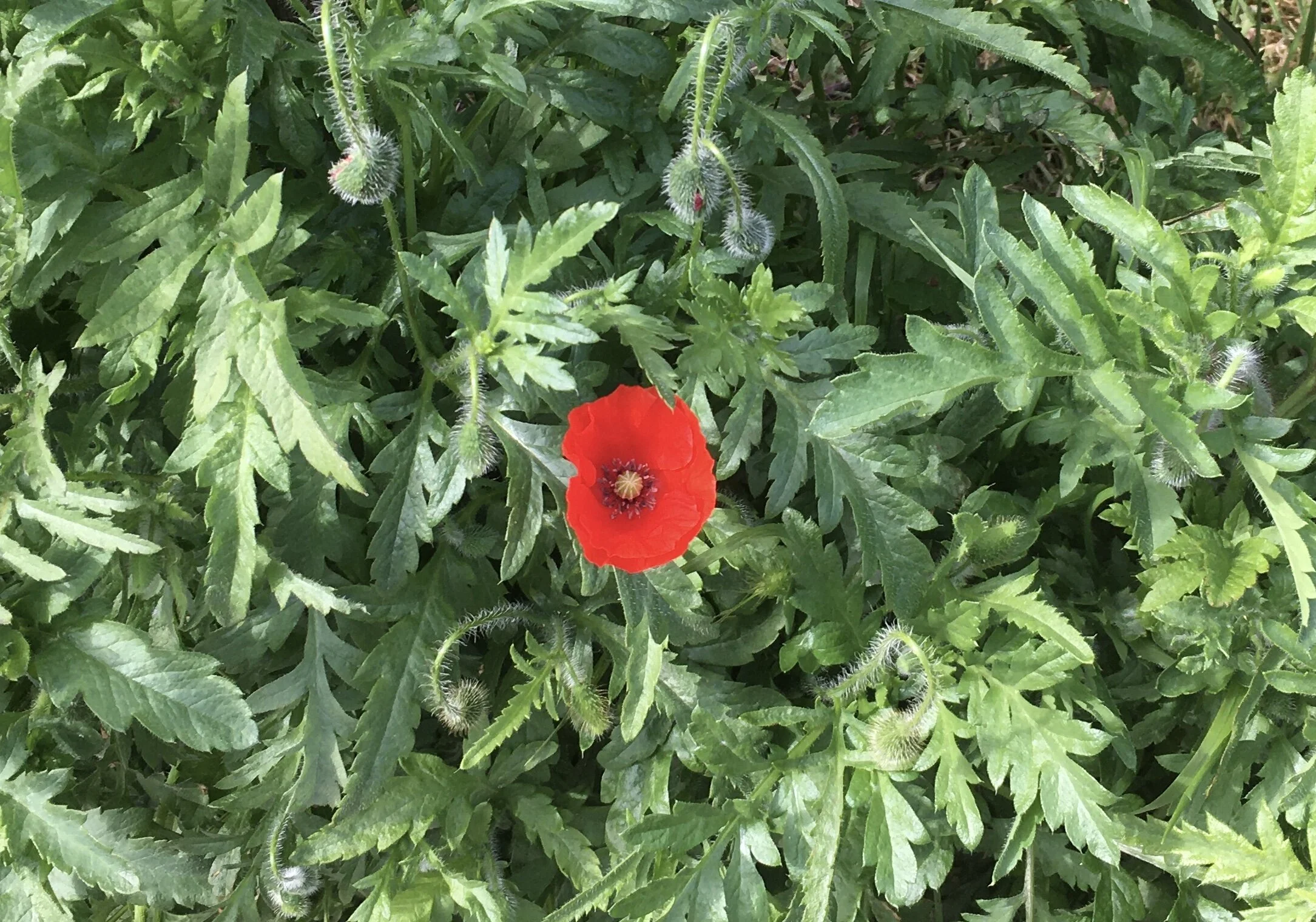 Microbiome rewilding in urban areas