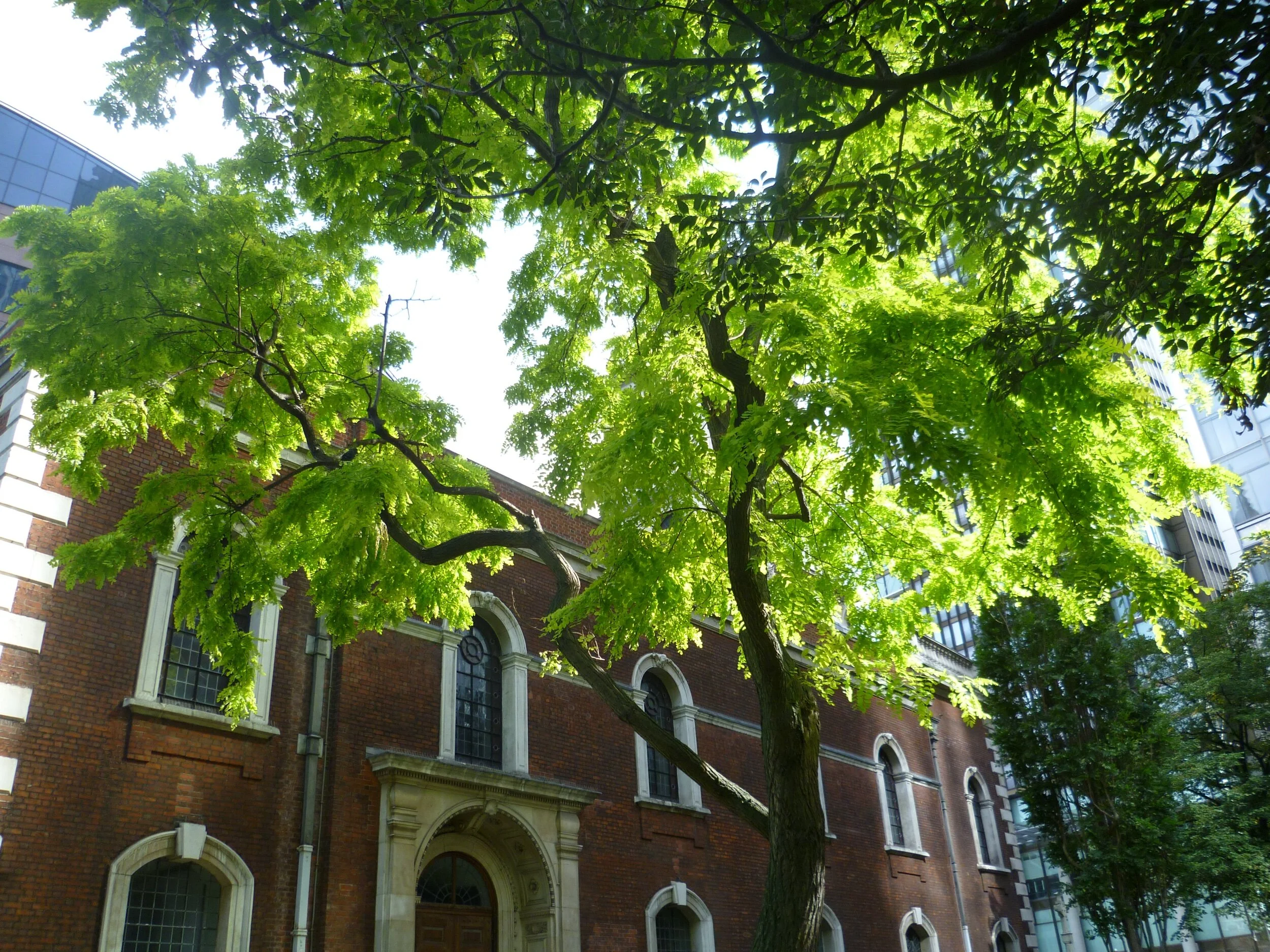 Street trees may reduce the risk of depression