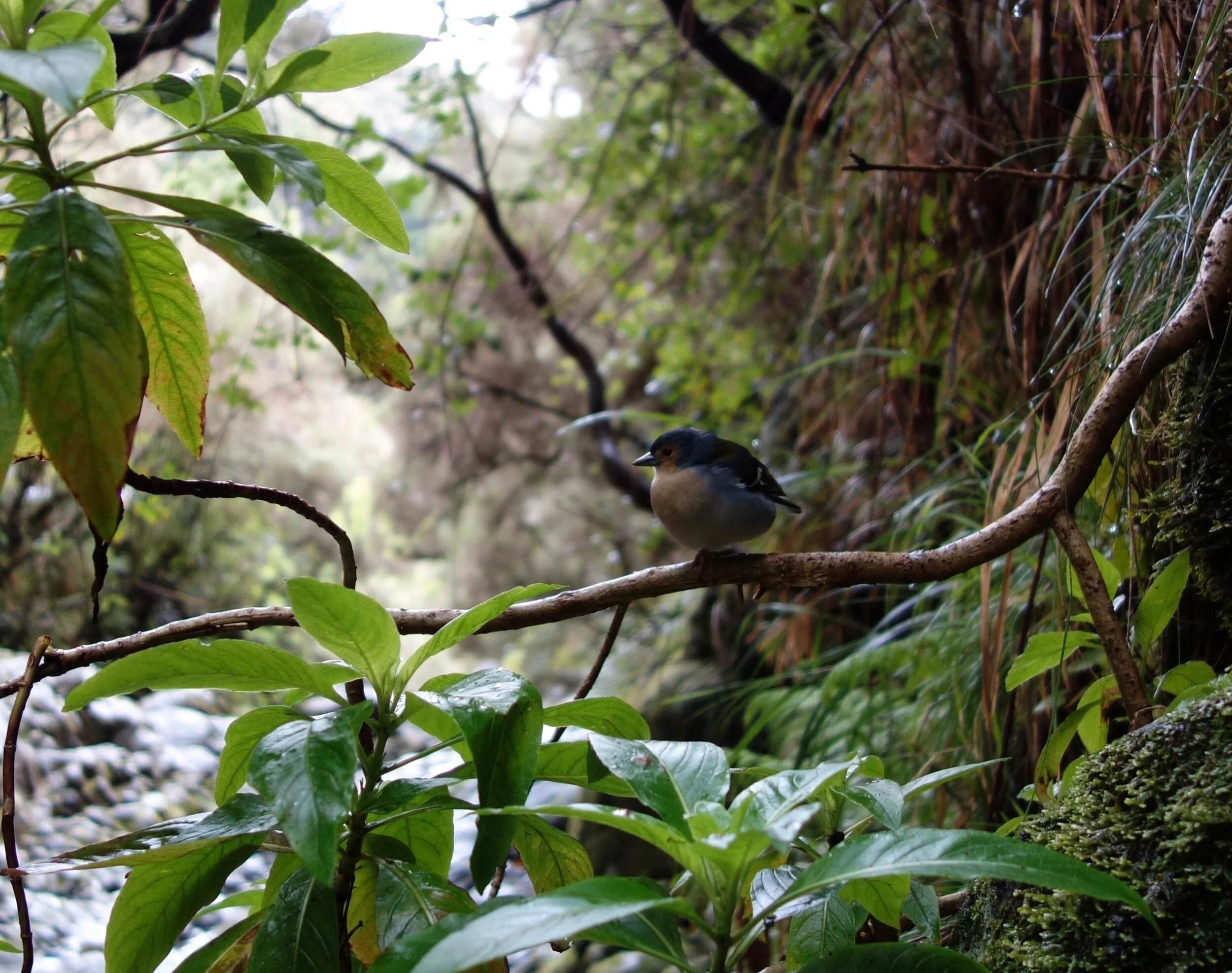 Counting birds and birdsong