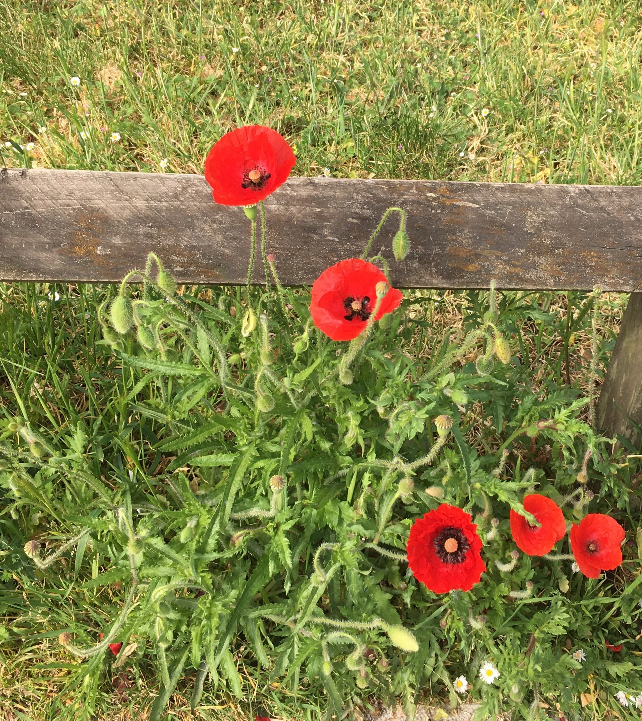 Road verges could become a huge countrywide wildlife habitat