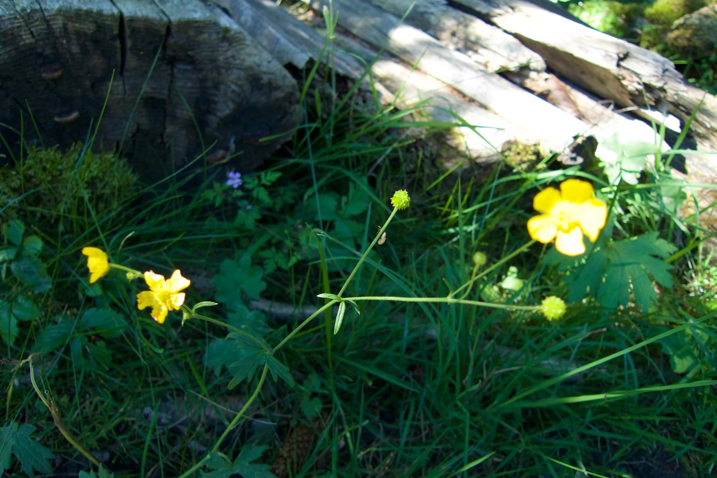 Educating children with autism in nature improves wellbeing and education