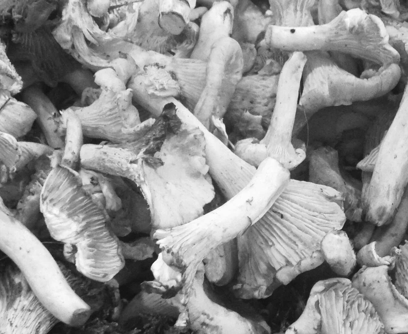 Gut fungi may be as important as gut bacteria for our health and wellbeing