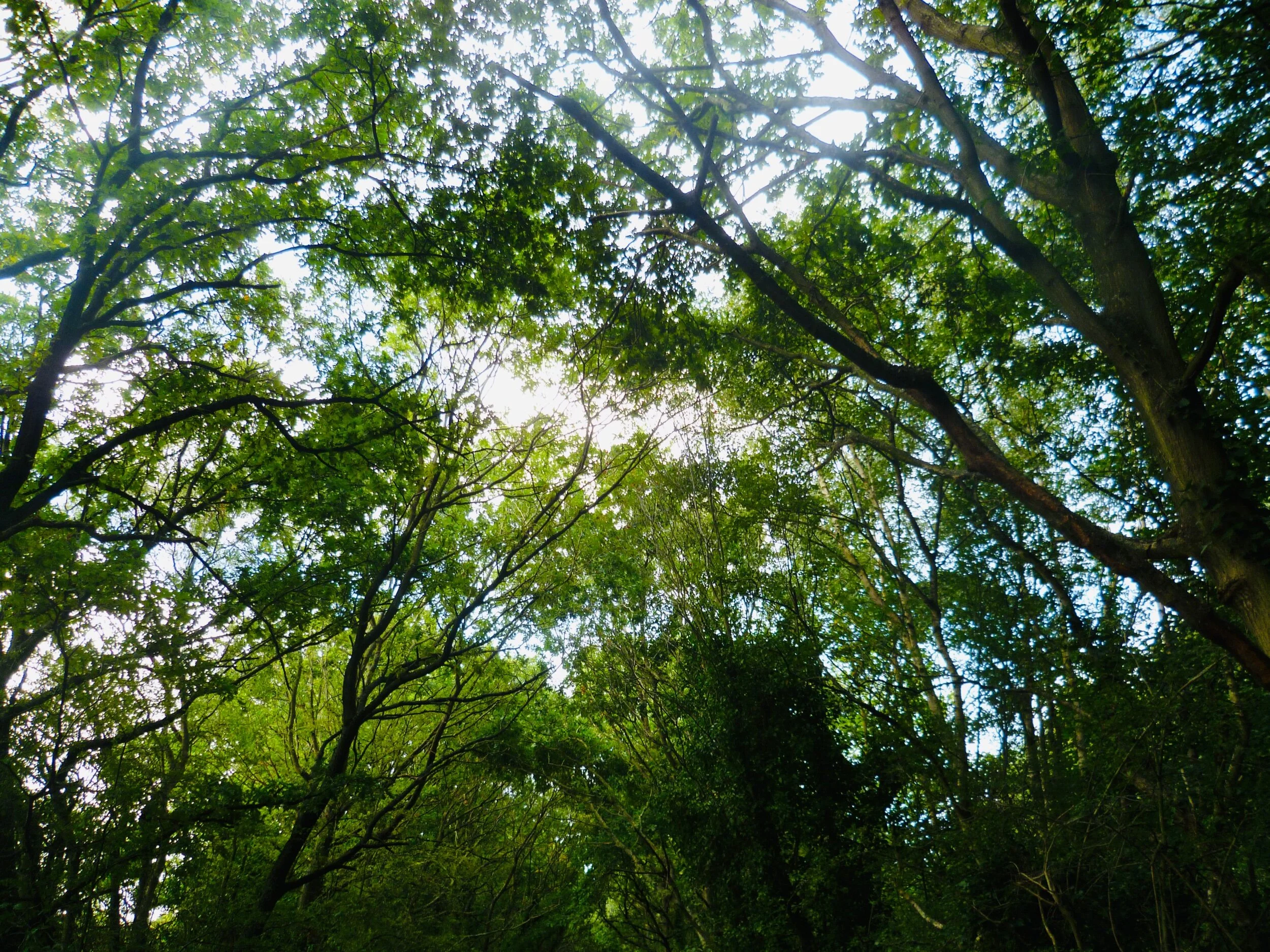 Living in a greener neighbourhood linked to better heart health