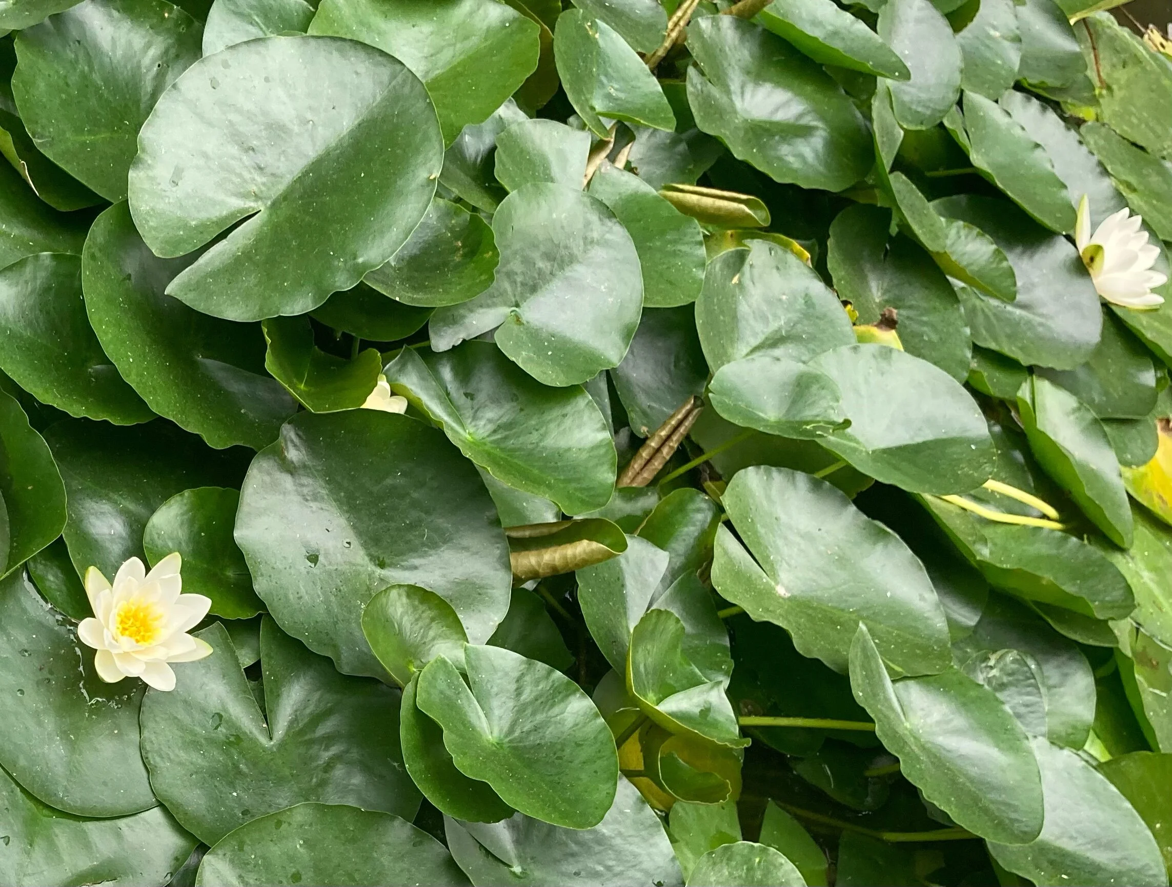 Mindfulness-based programs and cognitive function