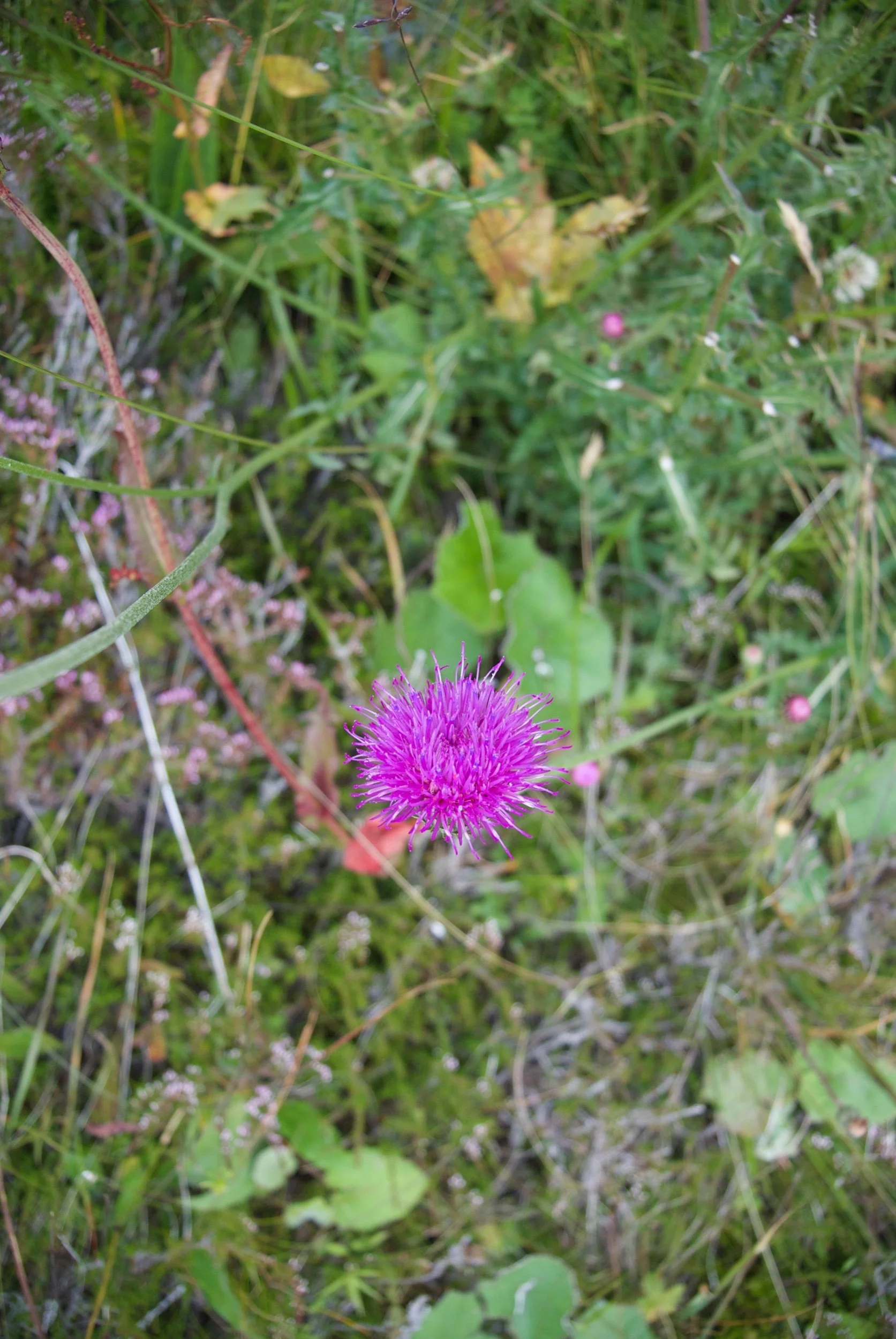 Greenspace improves early childhood development
