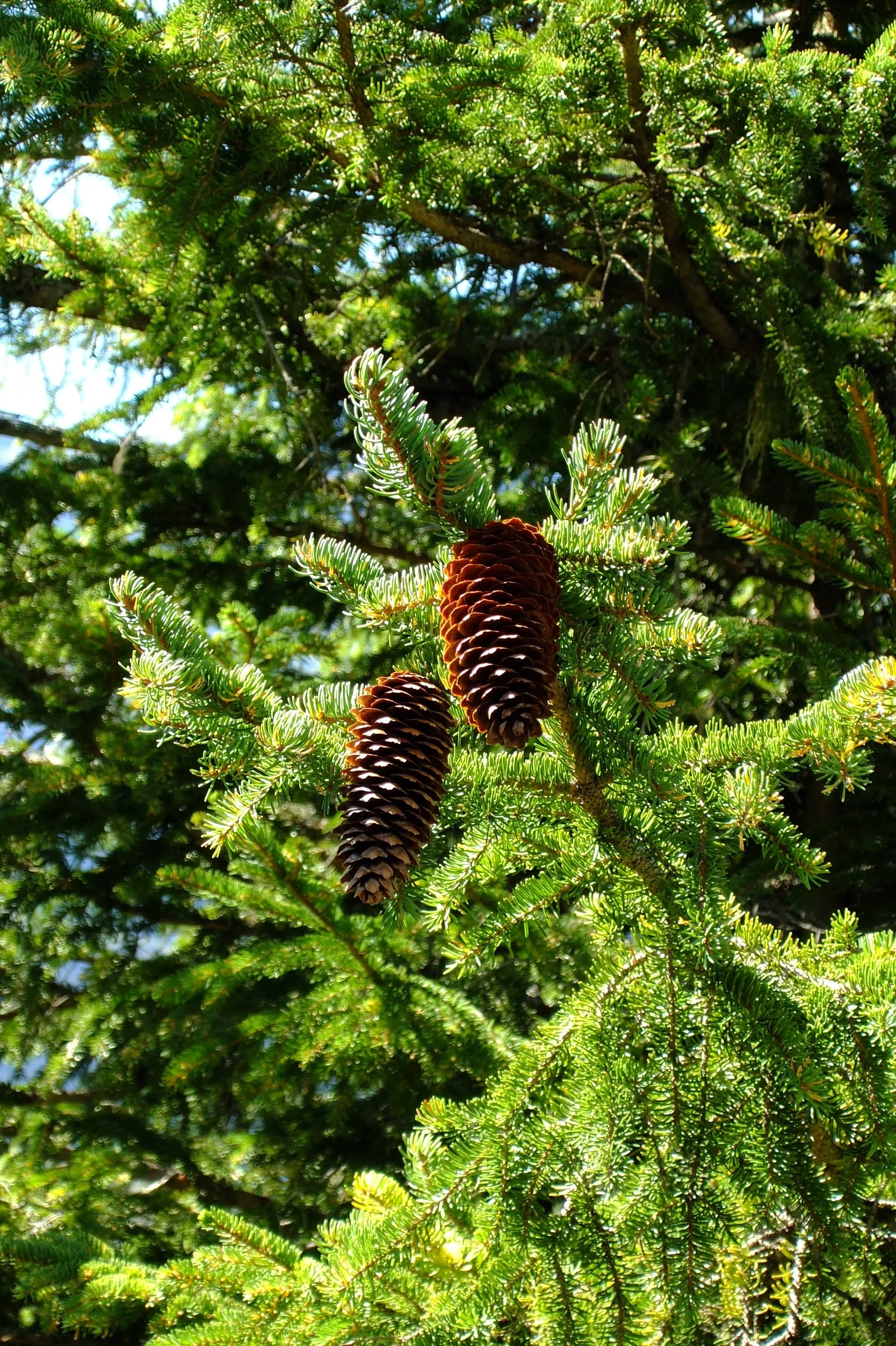 Improving air quality with trees