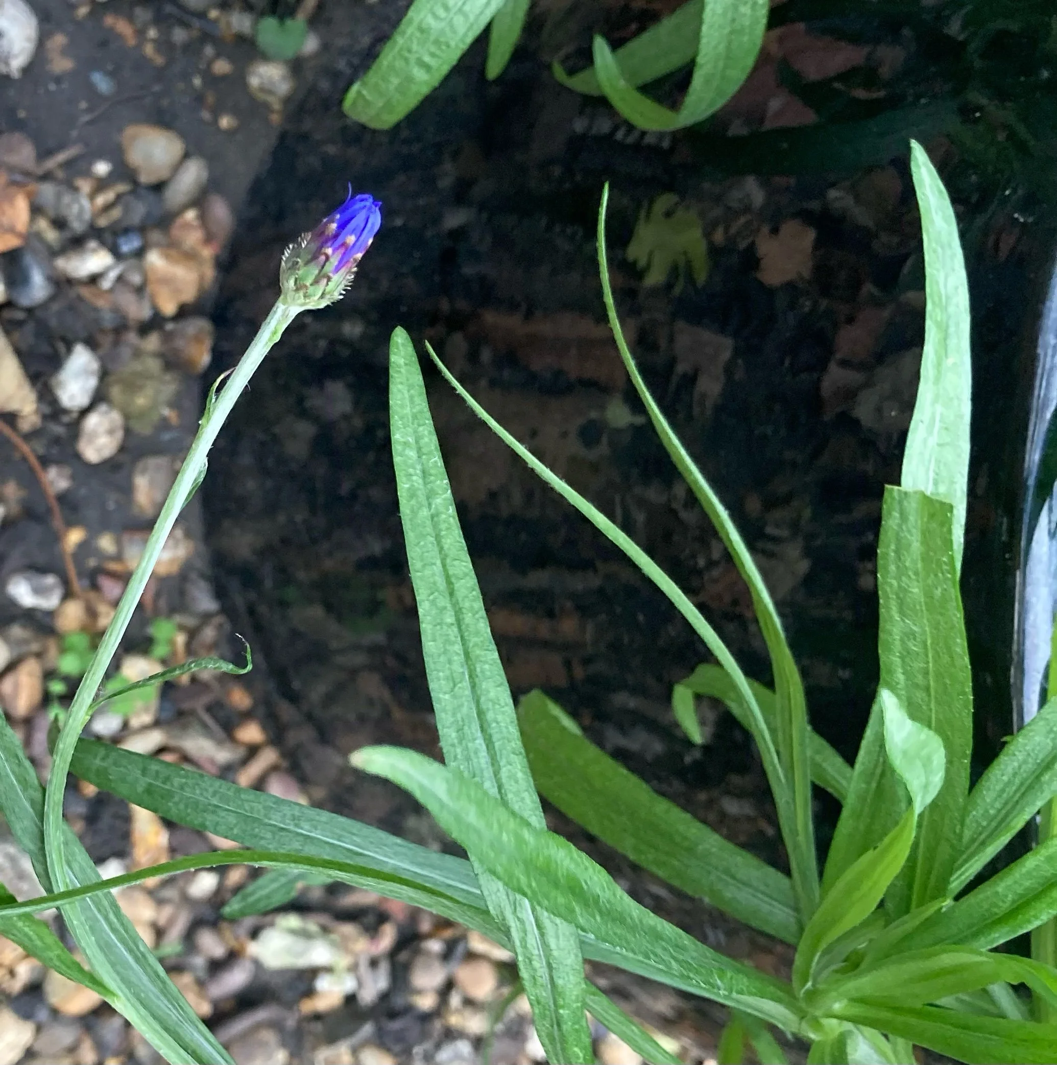 Turn even a tiny garden into a mini-meadow for pollinators