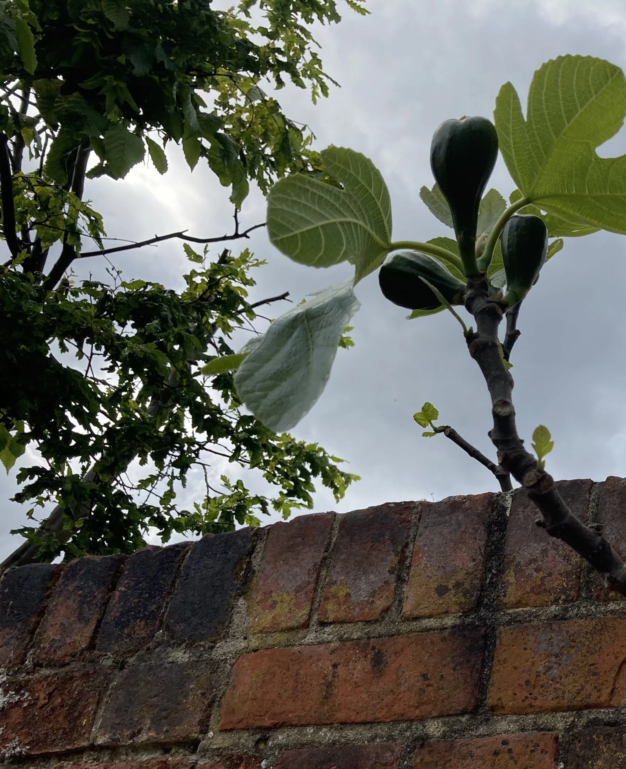 Living close to greenspace may reduce the risk of a stroke by 16%