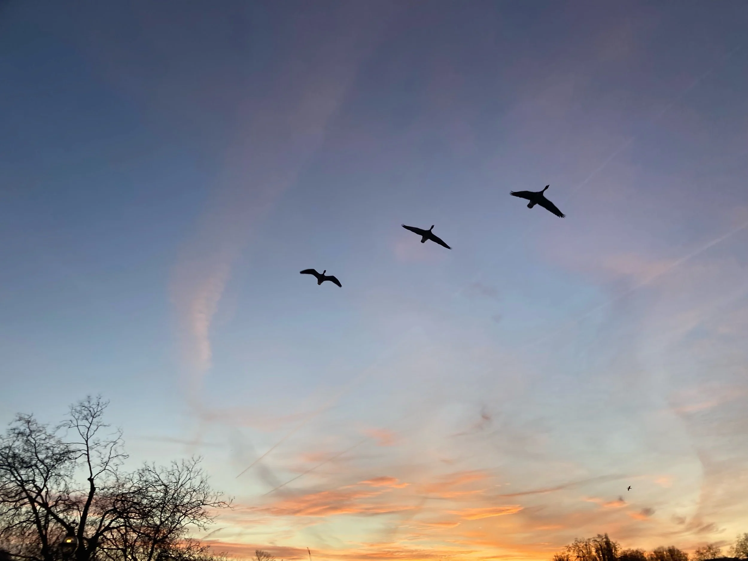 Sounds of nature benefit mental health