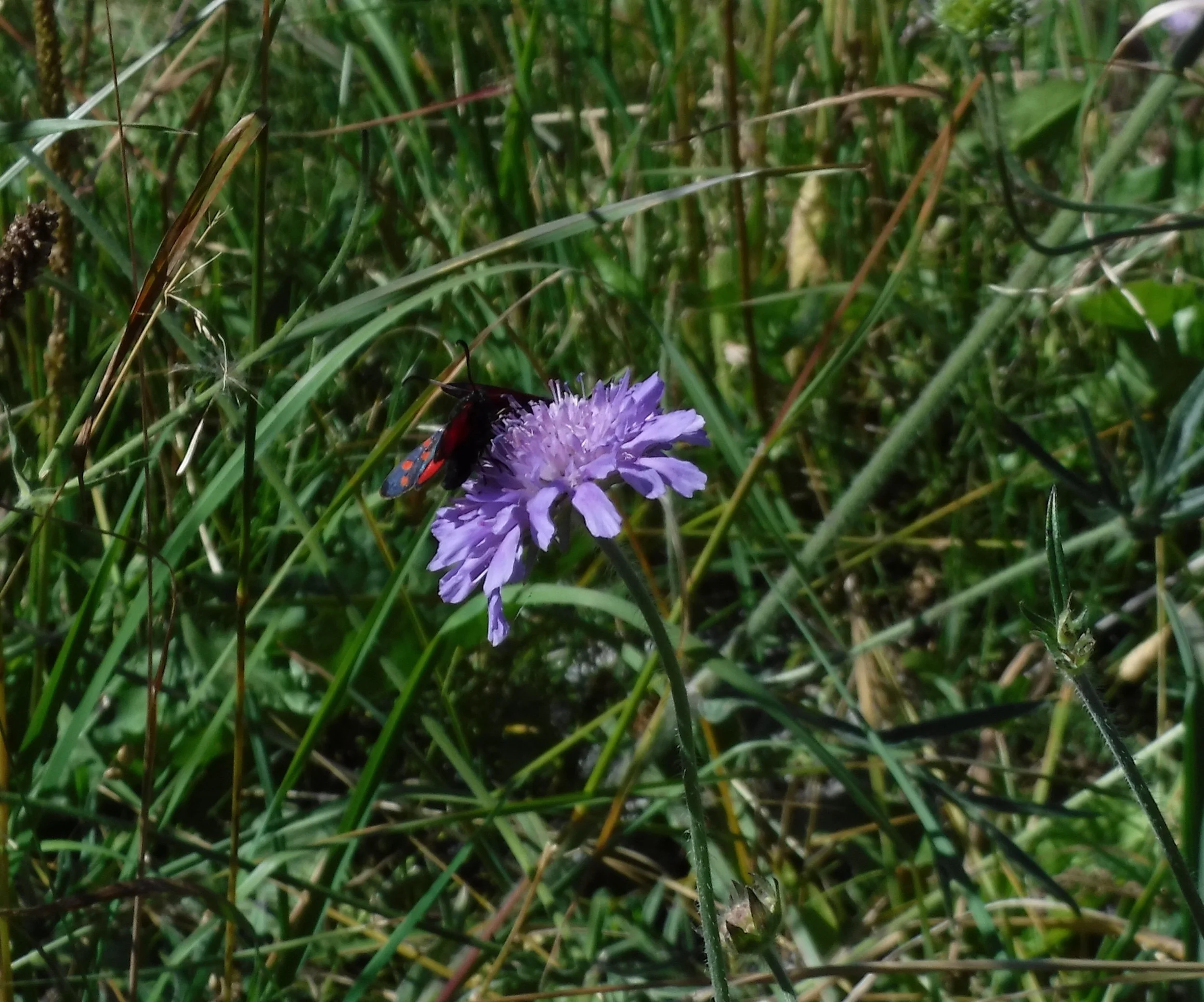 Greenspace improves cognitive function