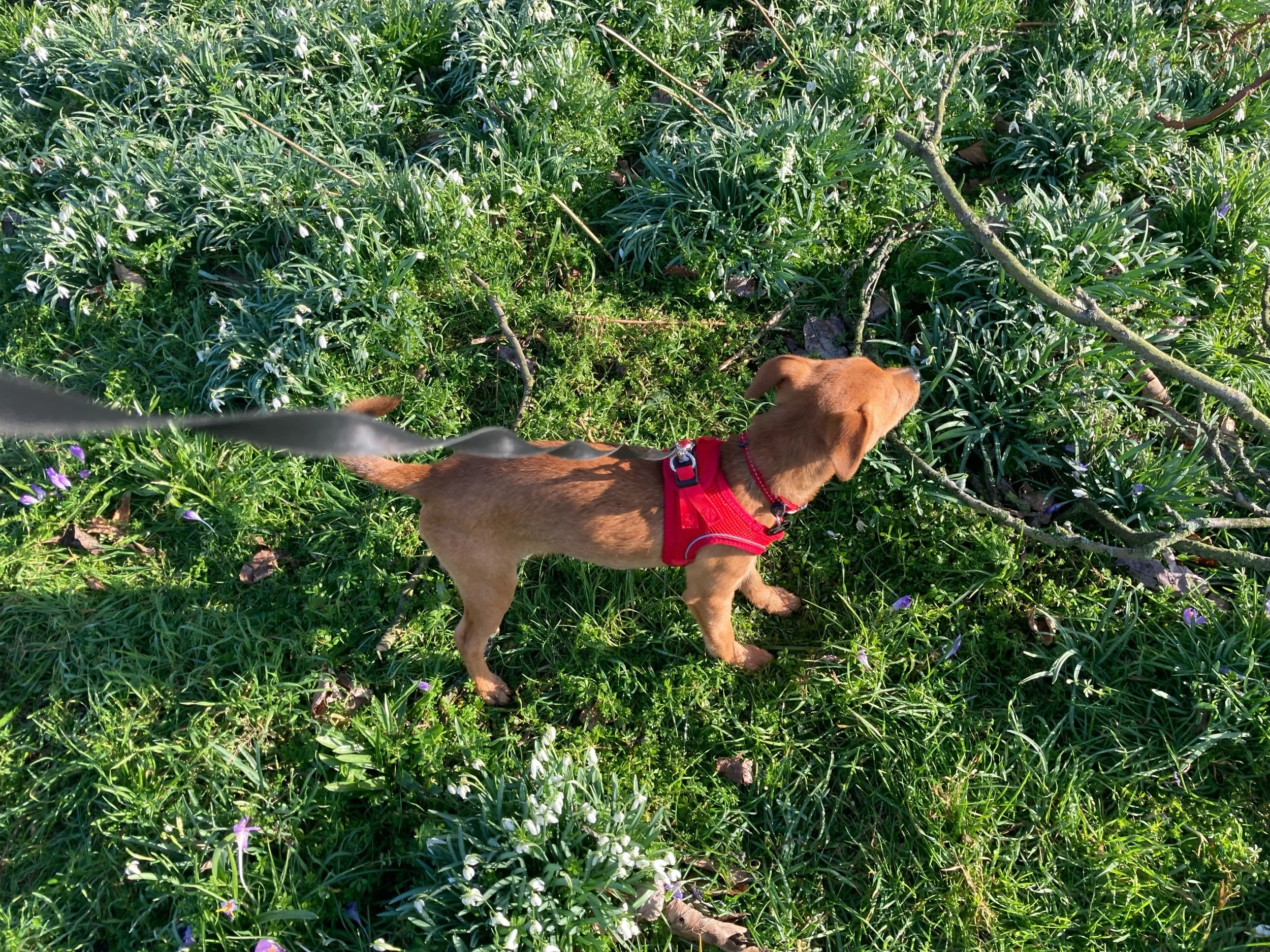 Older dog owners face lower risk of disability