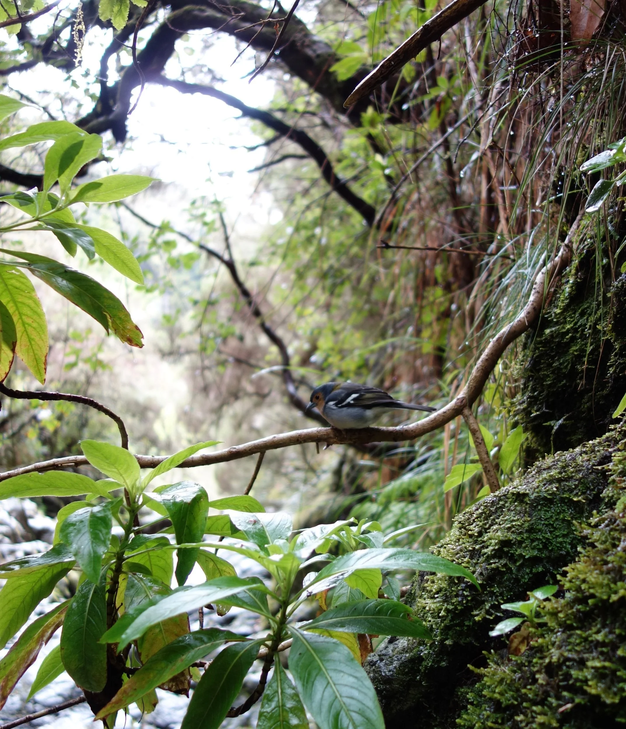 Seeing or hearing birds can improve mental wellbeing