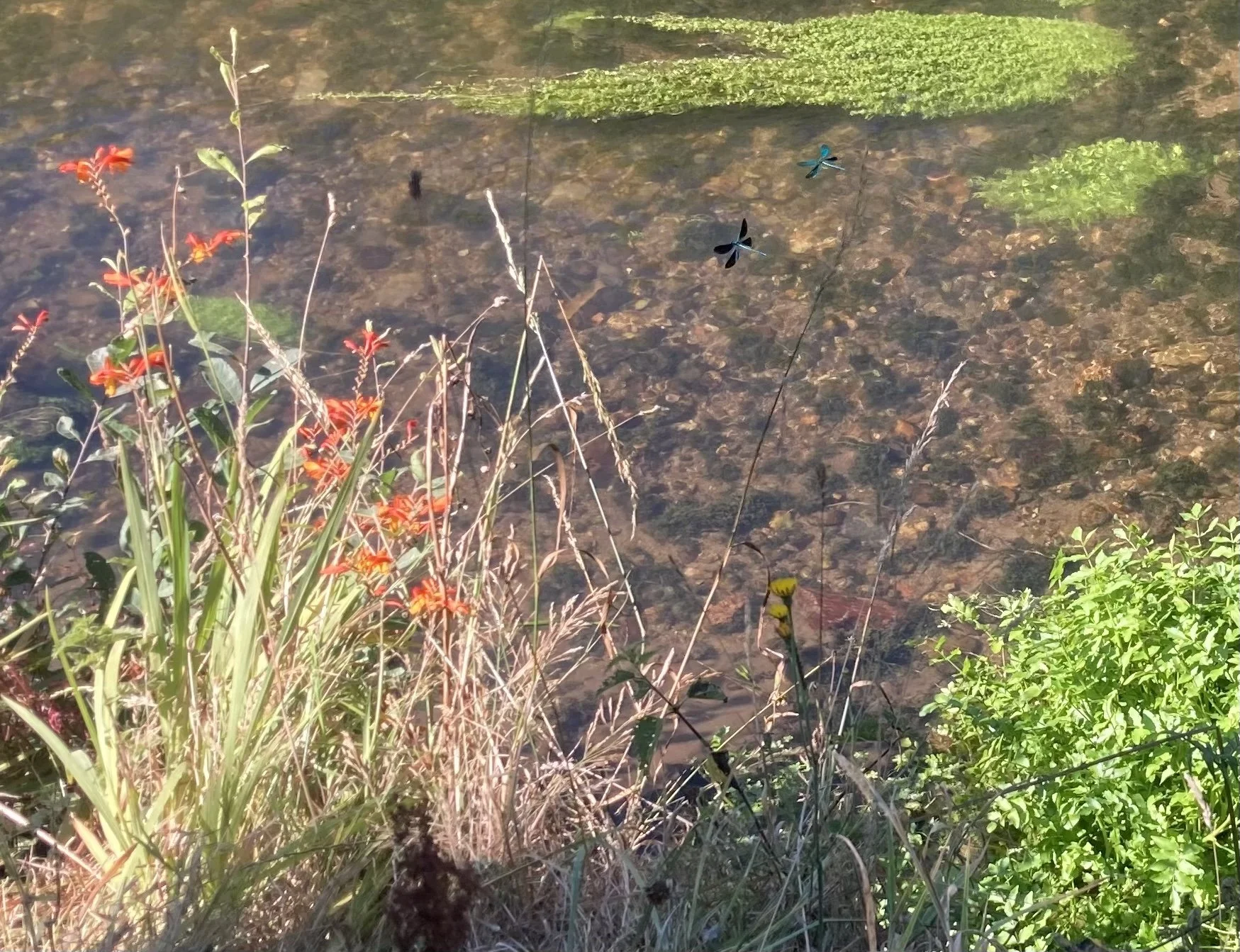 Talking therapy could help to improve the mental health and wellbeing of people with dementia