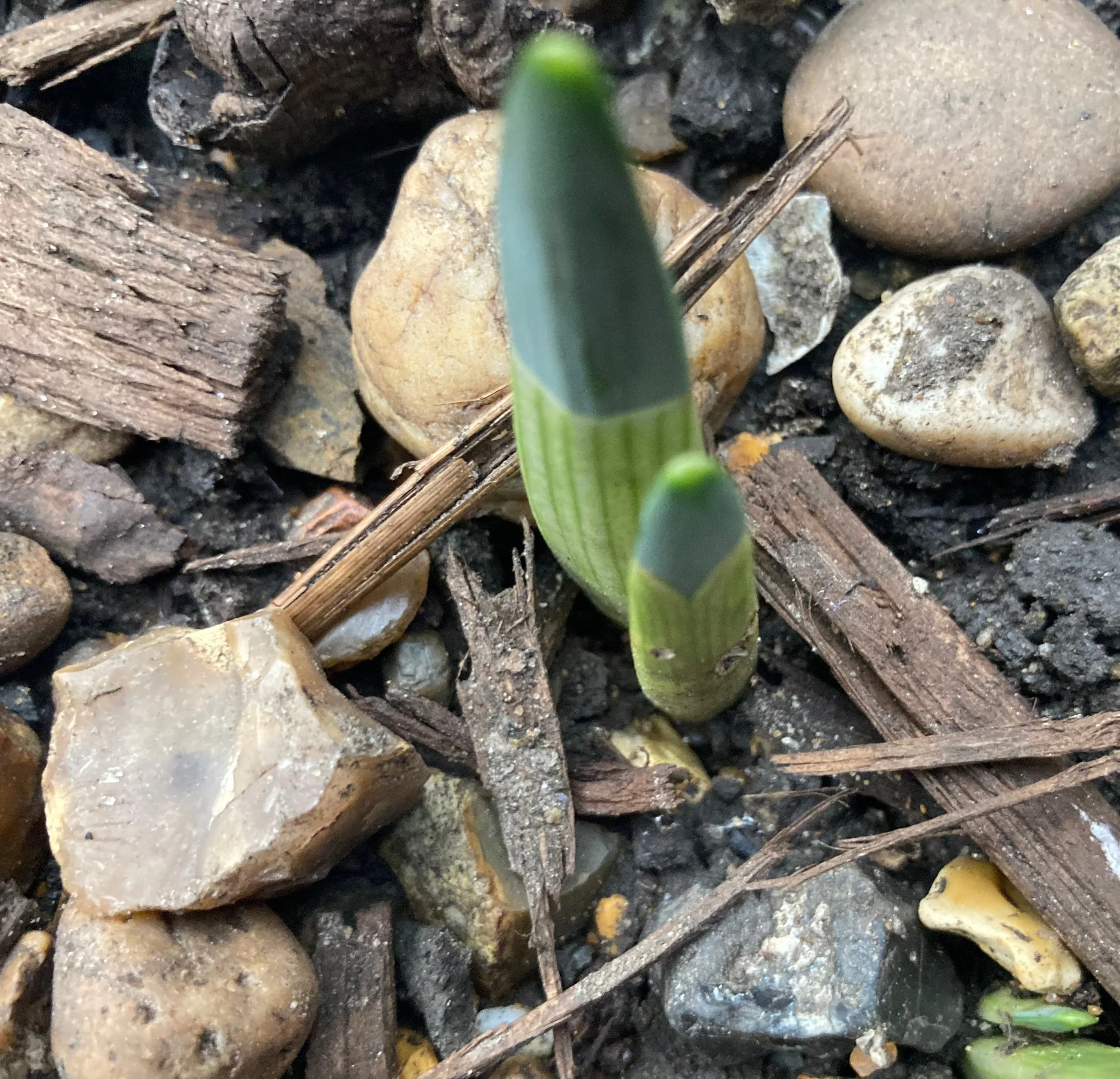 Citizen Science boosts wellbeing