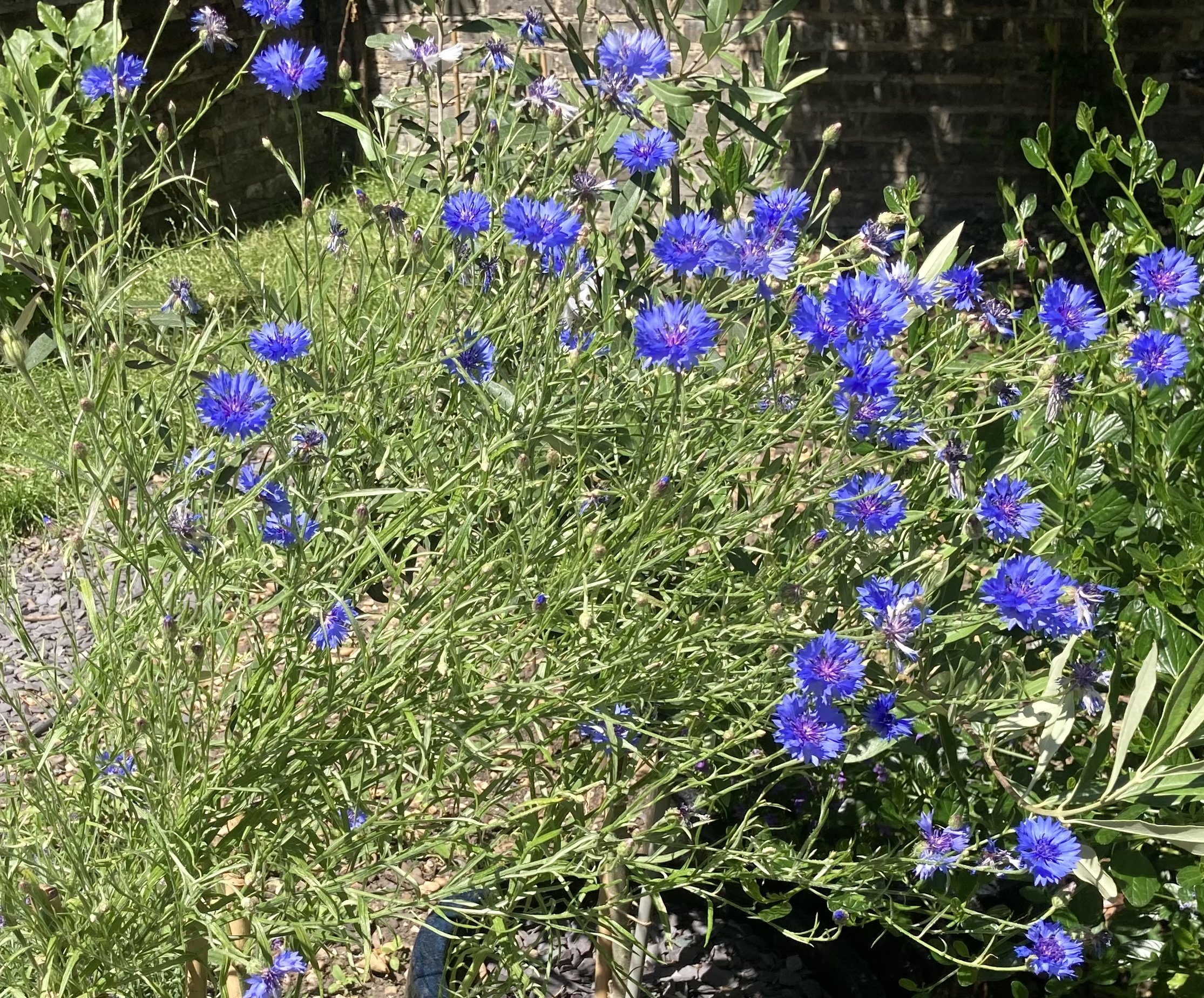 ‘Wellbeing blueprint’ to enhance the health benefits of greenspace