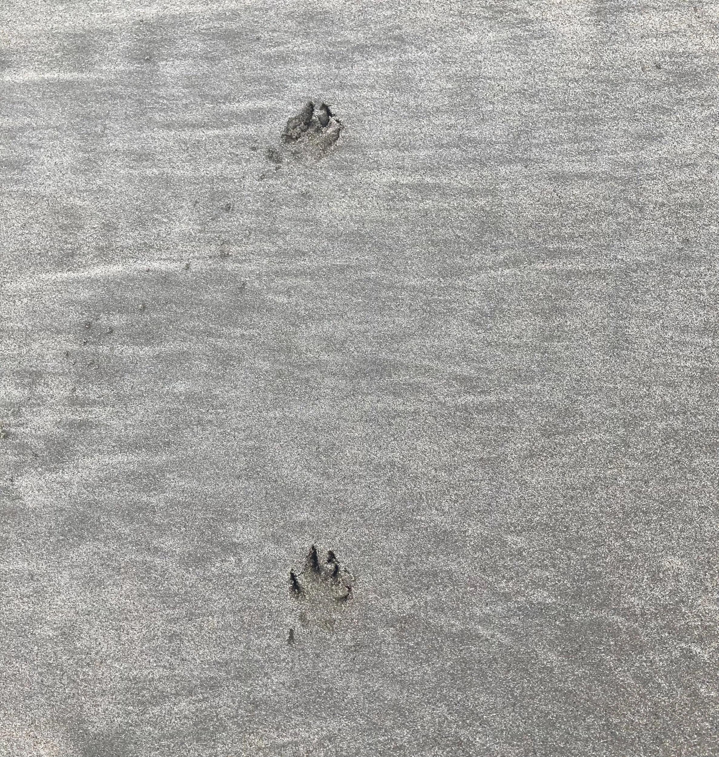 Walking slowly linked to dementia in older dogs