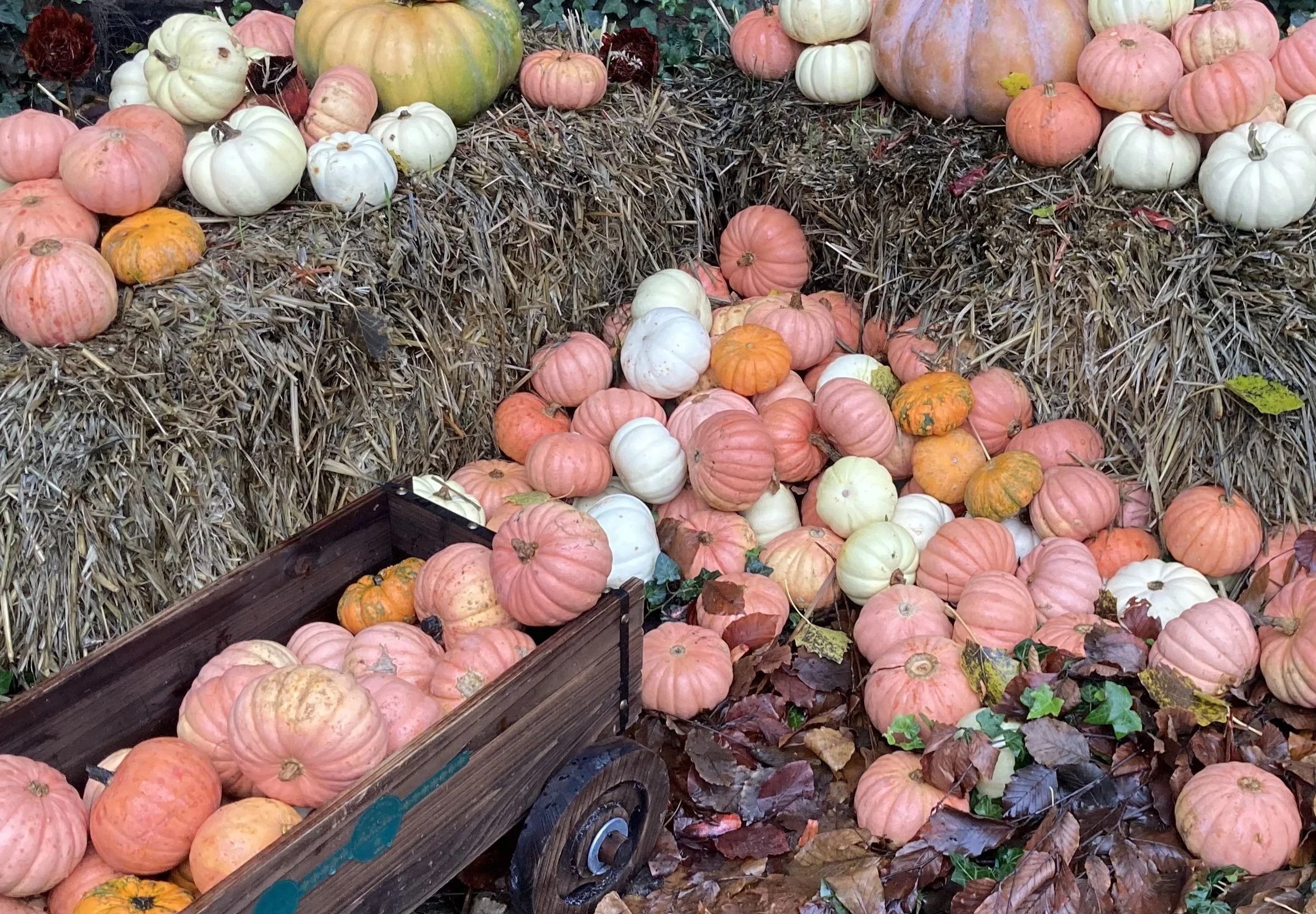 Long lasting benefits for students participating in school-based gardening and food programs