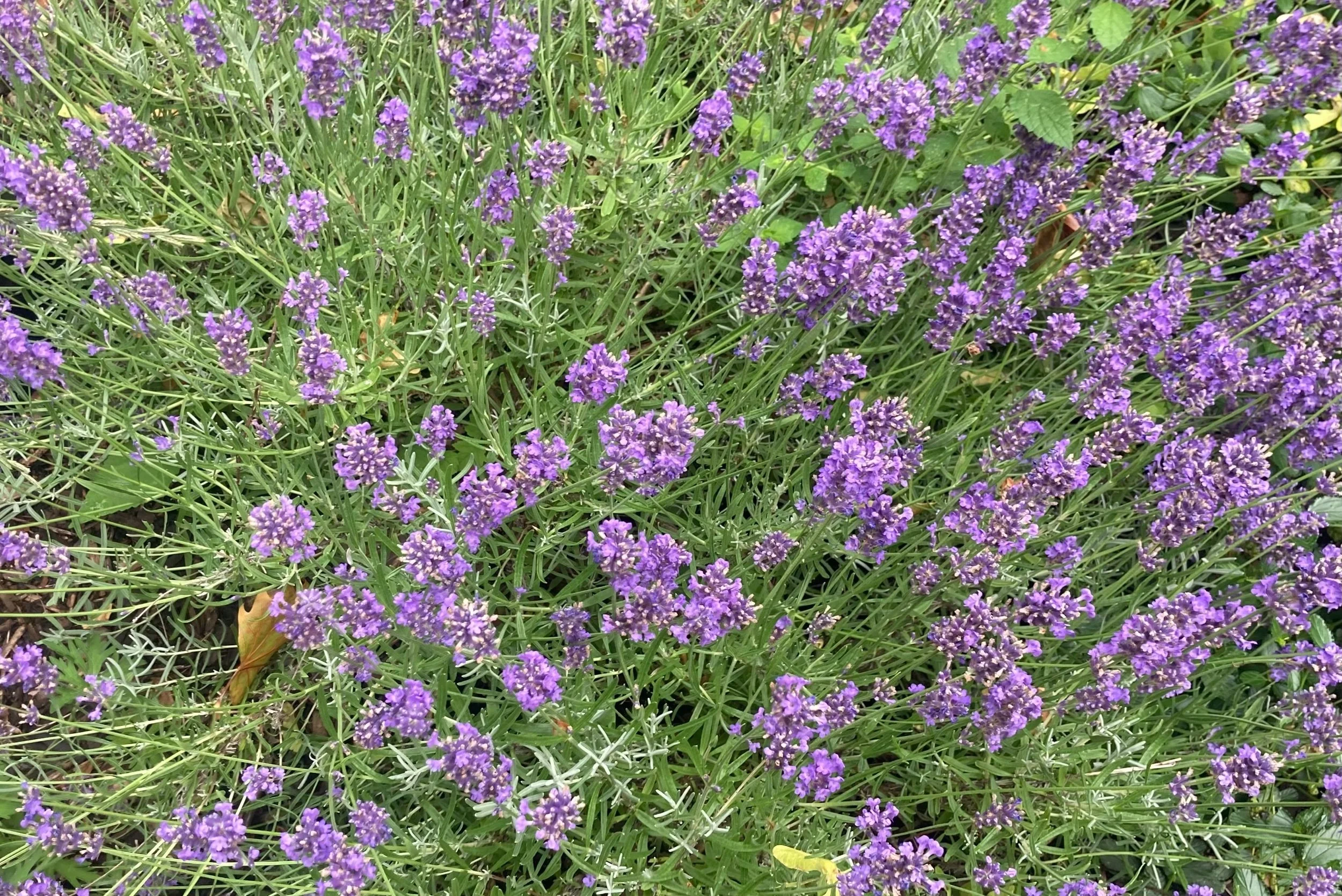 Plant vertical Lavender to clean the air