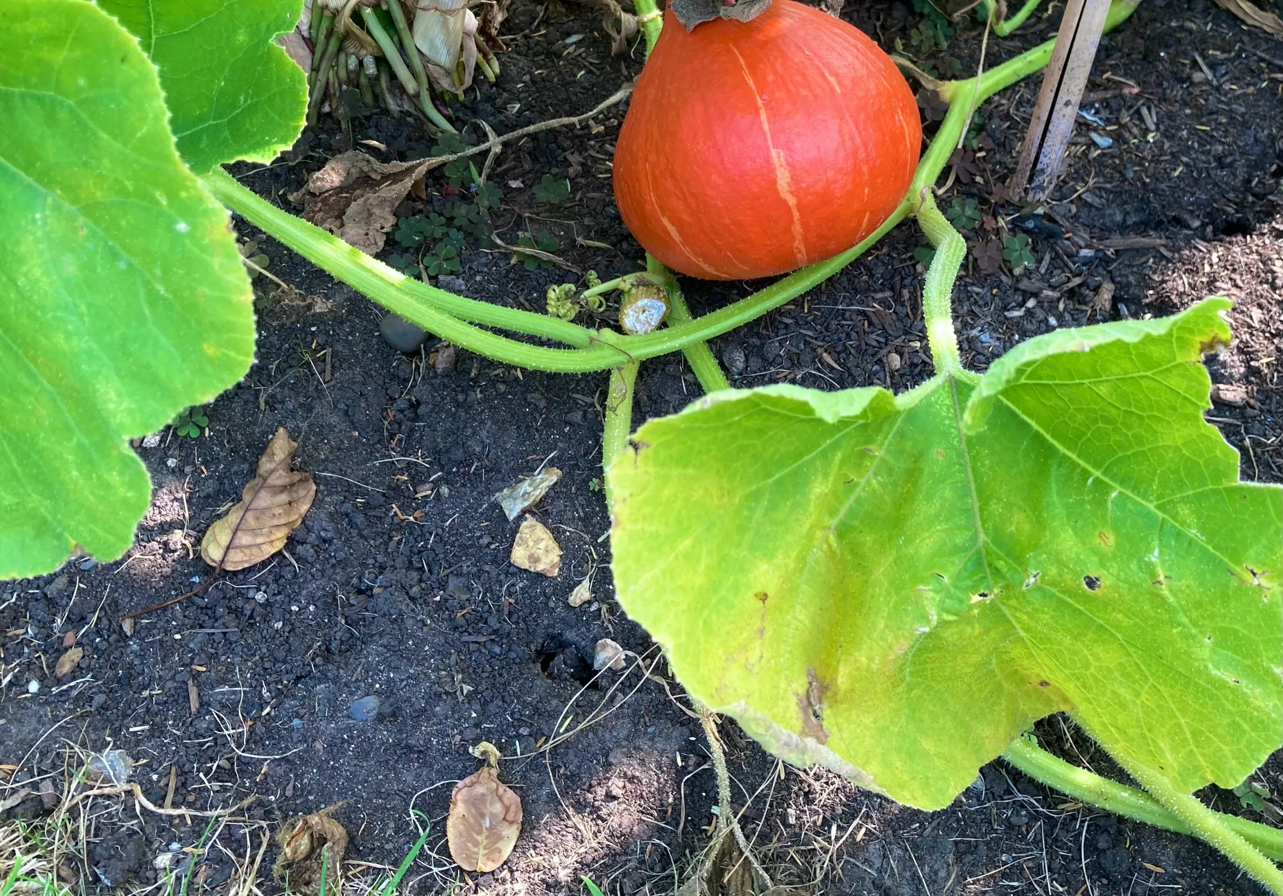 Embrace Autumn