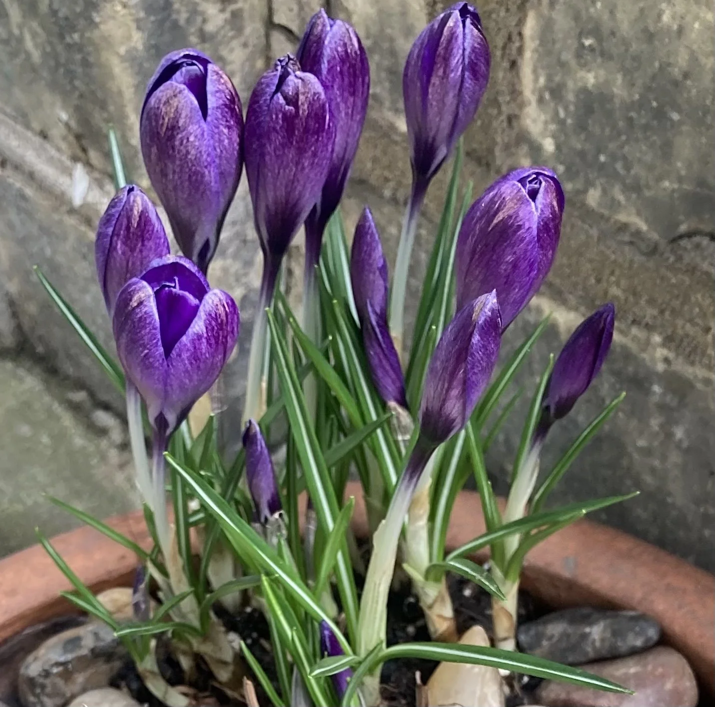 Seeing spring flowers appear, walking in woodlands and hearing the sounds of nature all help to significantly improve our happiness