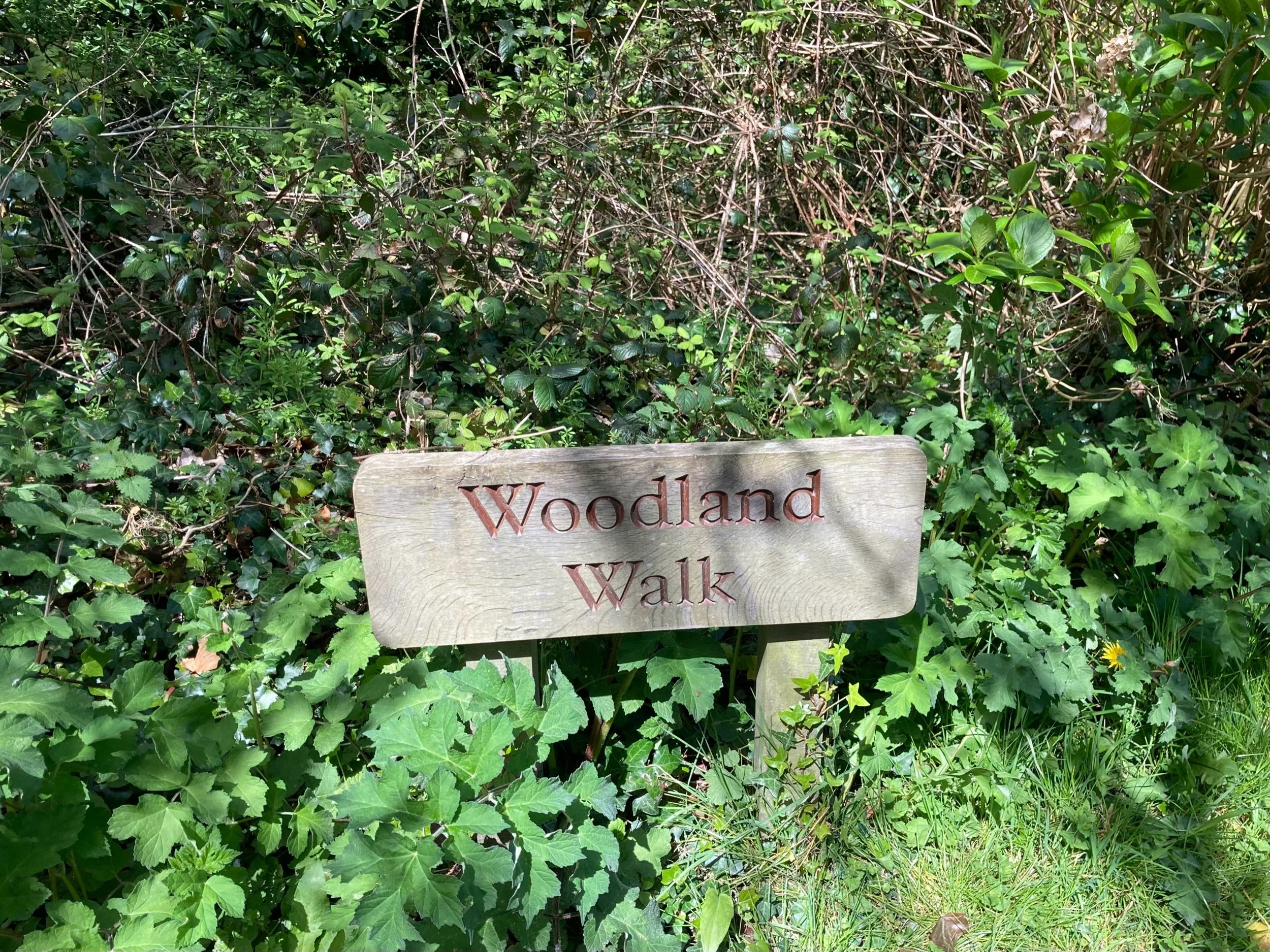 Brisk walking benefits heart rhythm