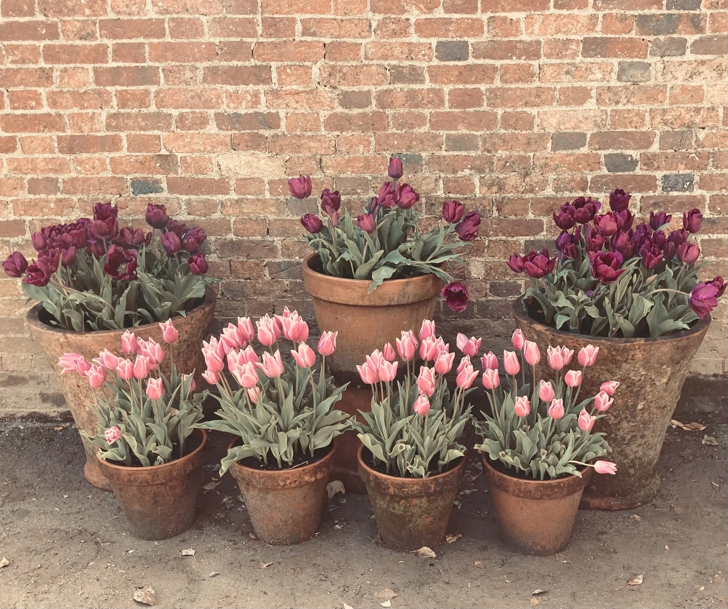 The Big Joy Project brings benefits to health and wellbeing 