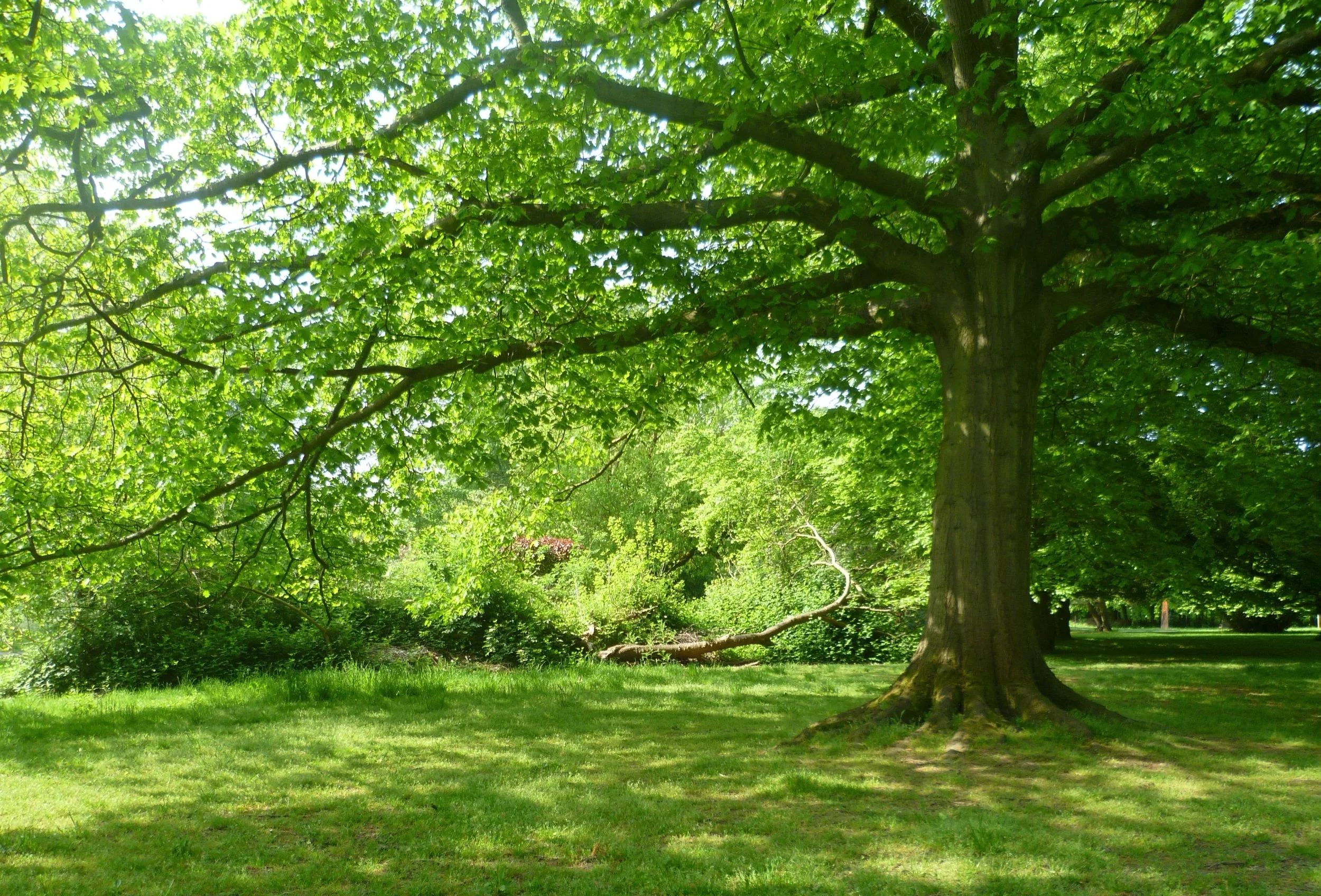 Greenspace can result in less smoking and drinking 