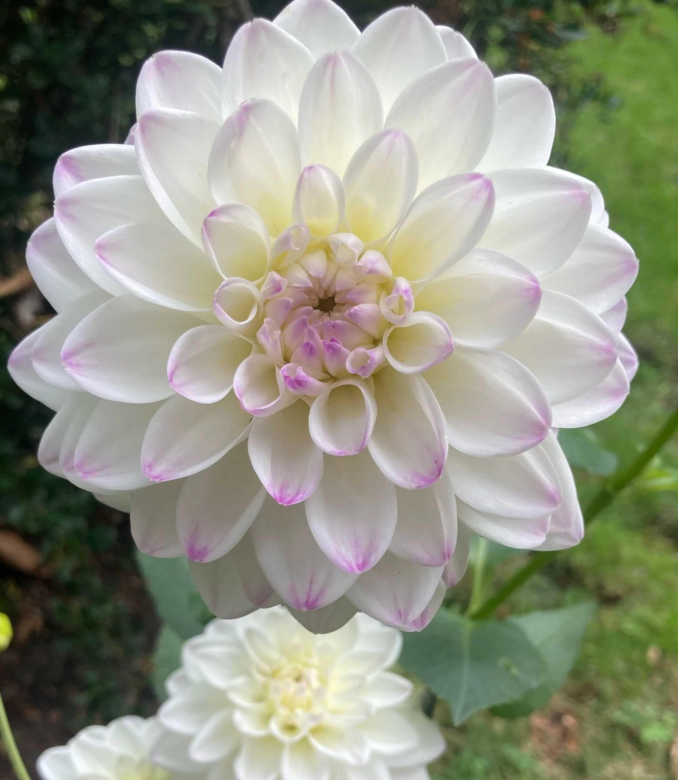 Body mass index and breast cancer risk among postmenopausal women 