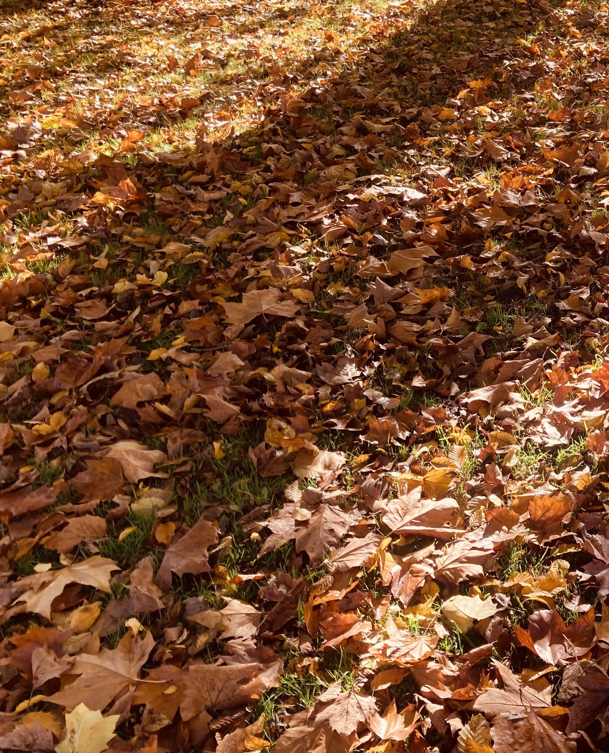 Summer to Autumn sleep health 