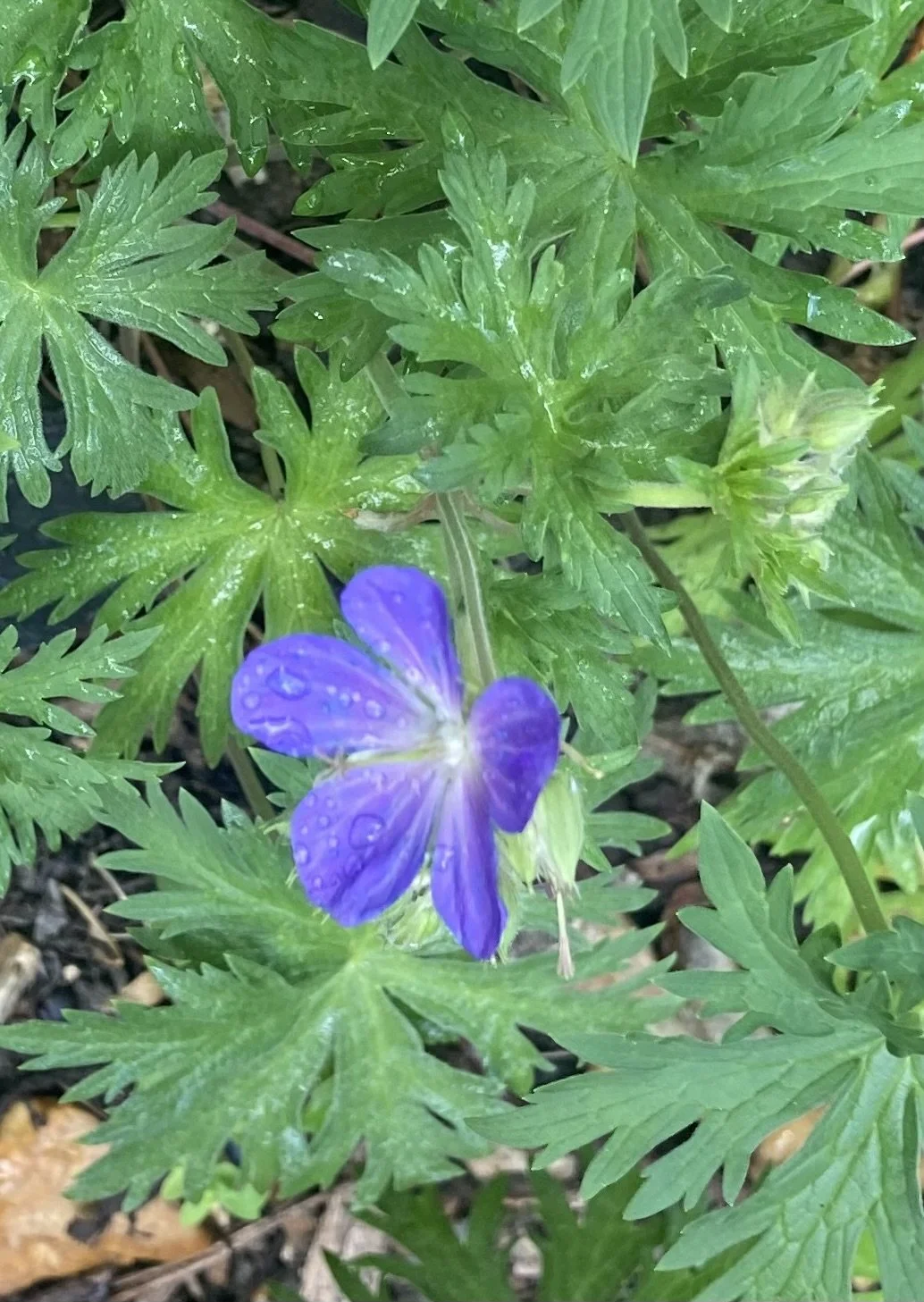 Nature - The key to health and happiness?