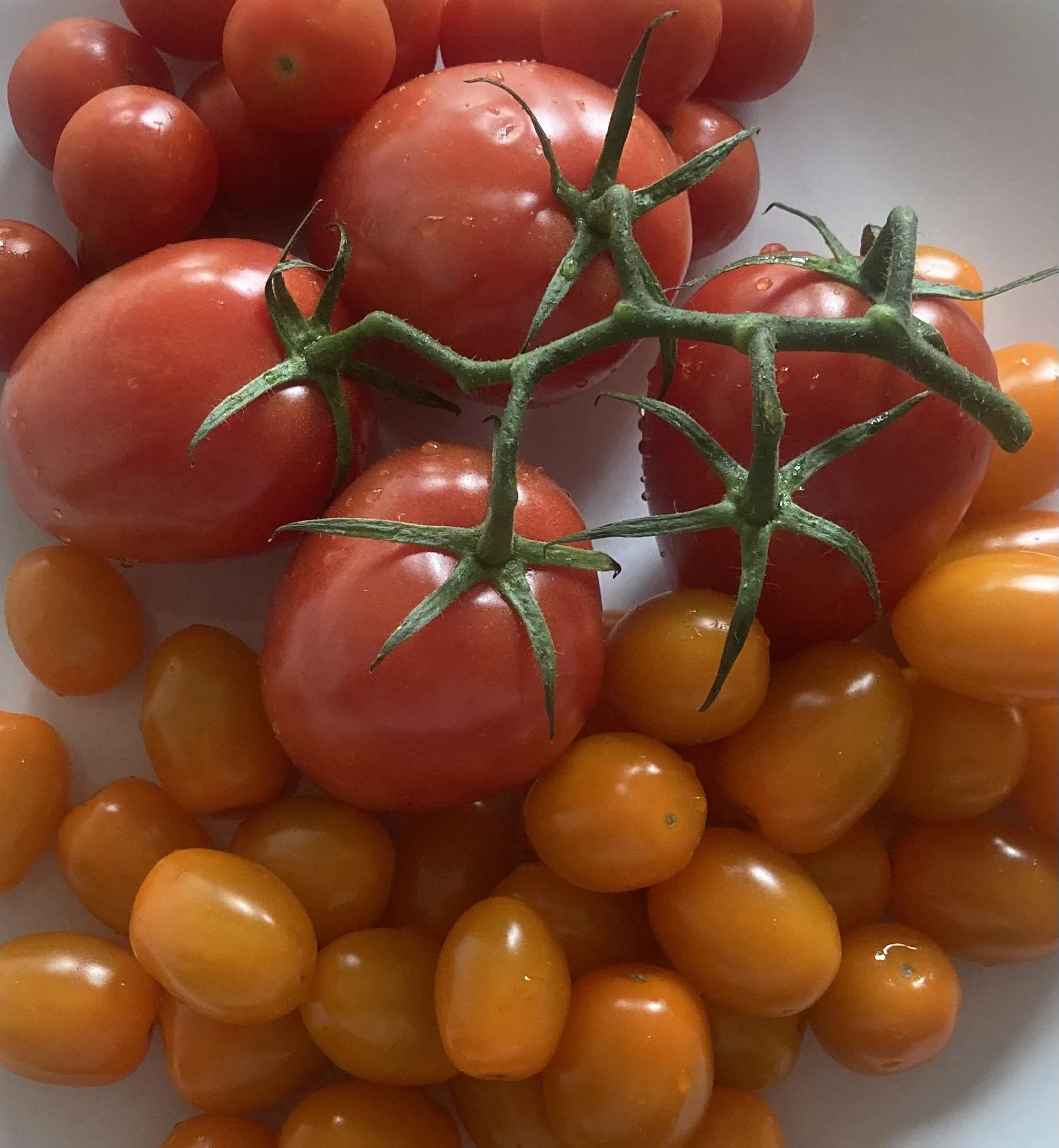 Summer - What’s in Season 