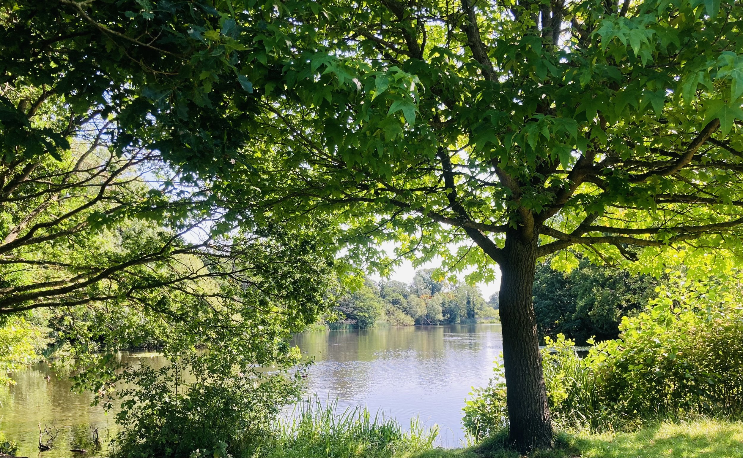 Summer Solstice Wellness 