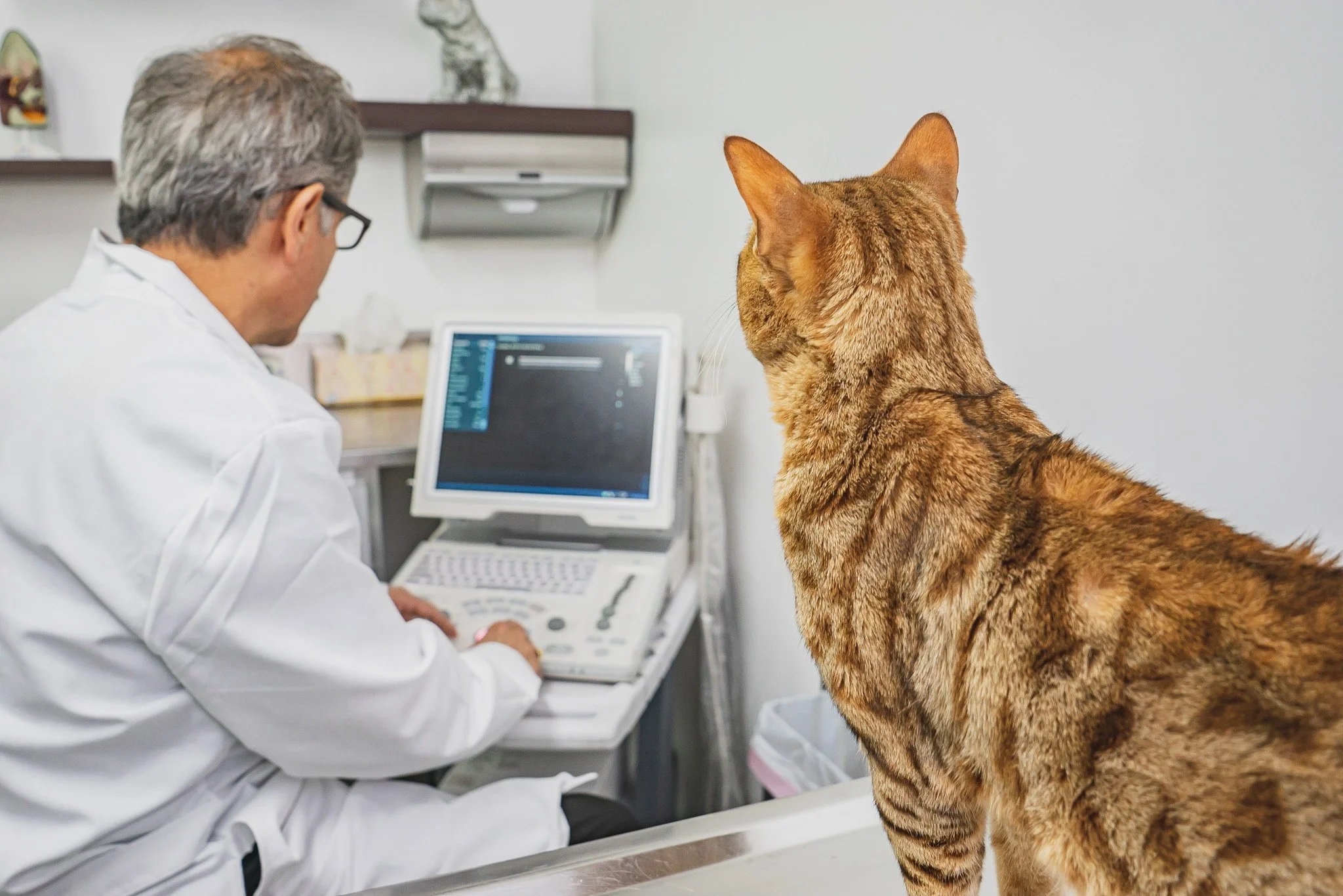 A veterinarian scans a cat using an ultrasound machine in a clinic.