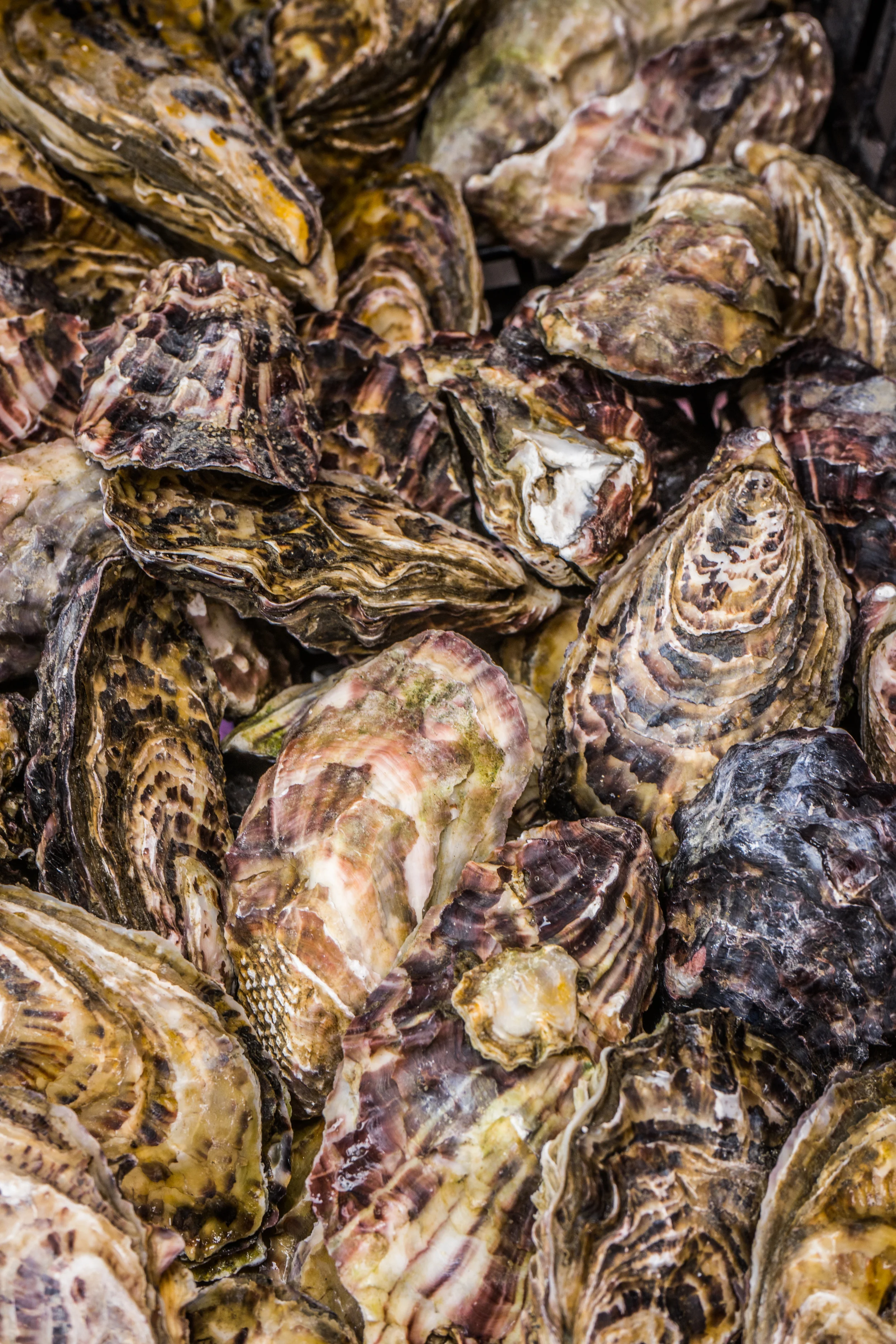 Ensenada Oysters  (Copy) (Copy)