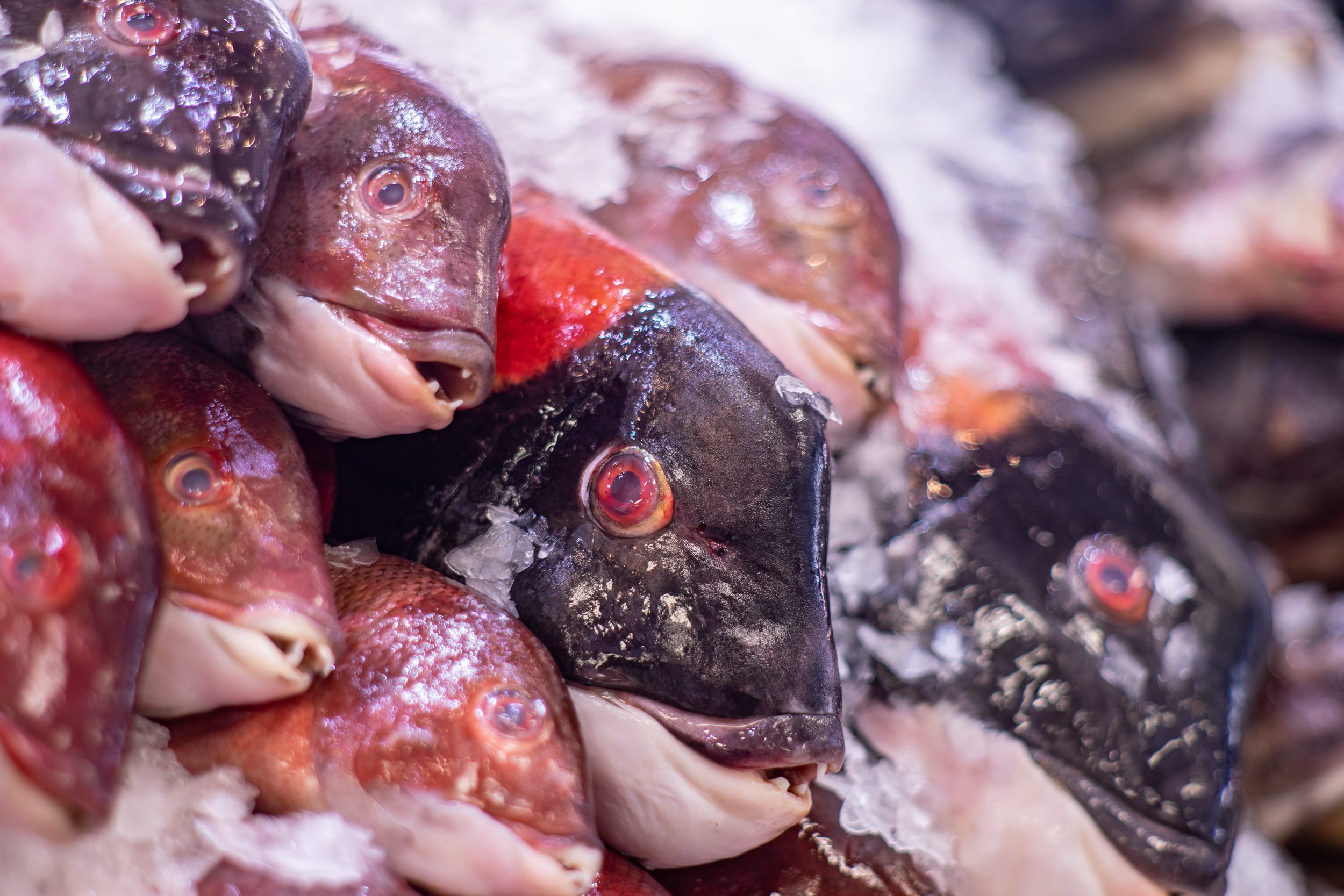 Hello Fish  (Copy) (Copy)