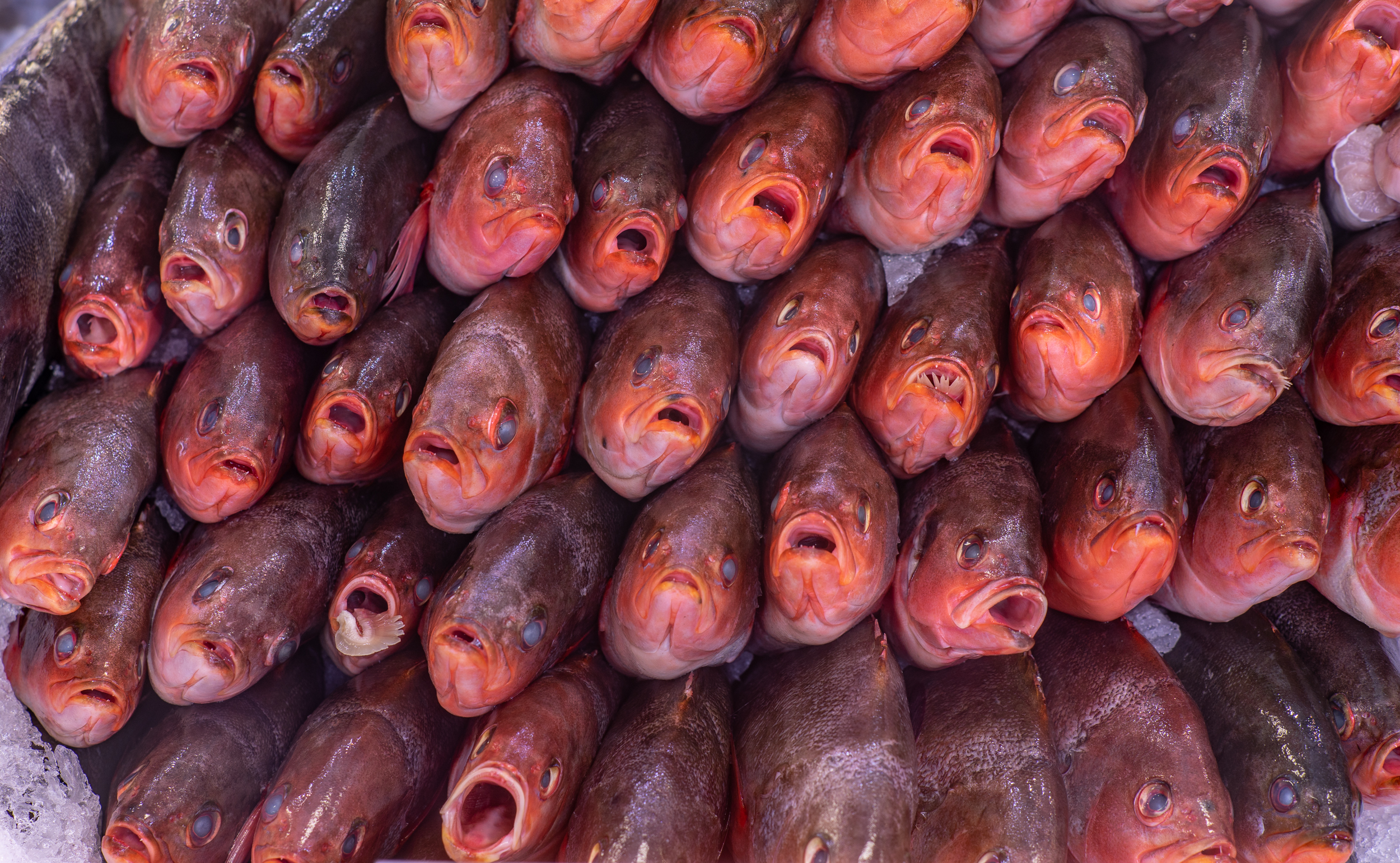 More Fish (Copy) (Copy)