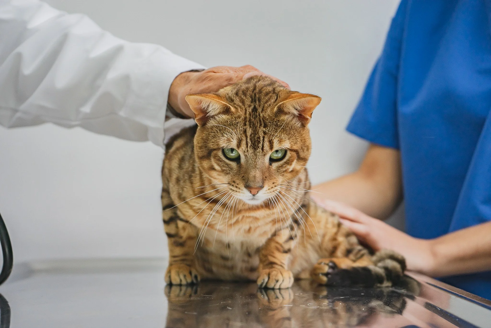 A striped Bengal cat lying on an examination table at the veterinarian, with a vet and another person gently examining its head.