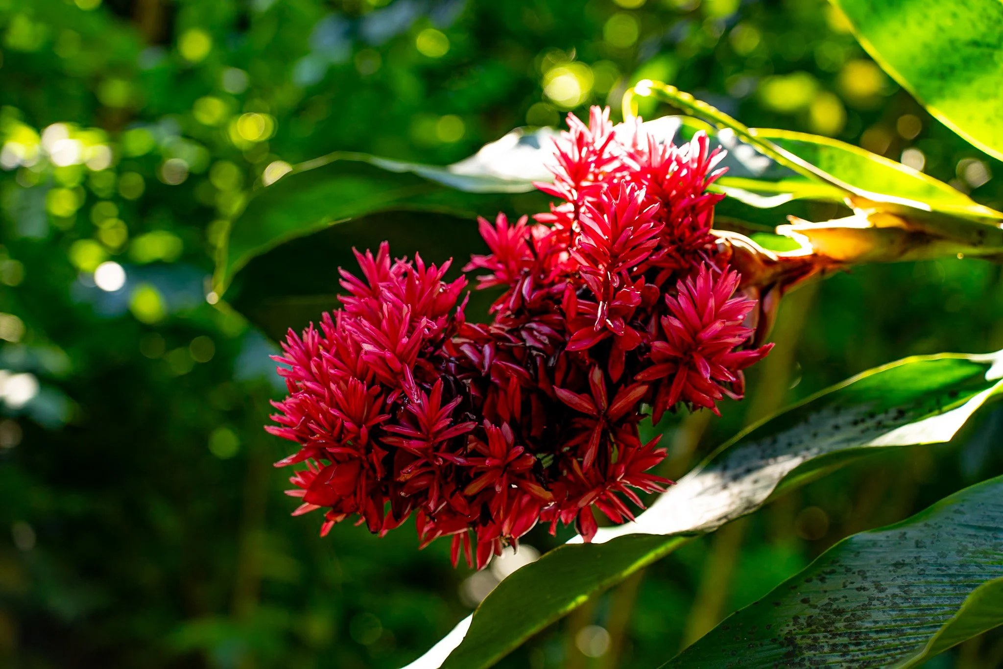 Red tropical flower with green leaves in sunlight