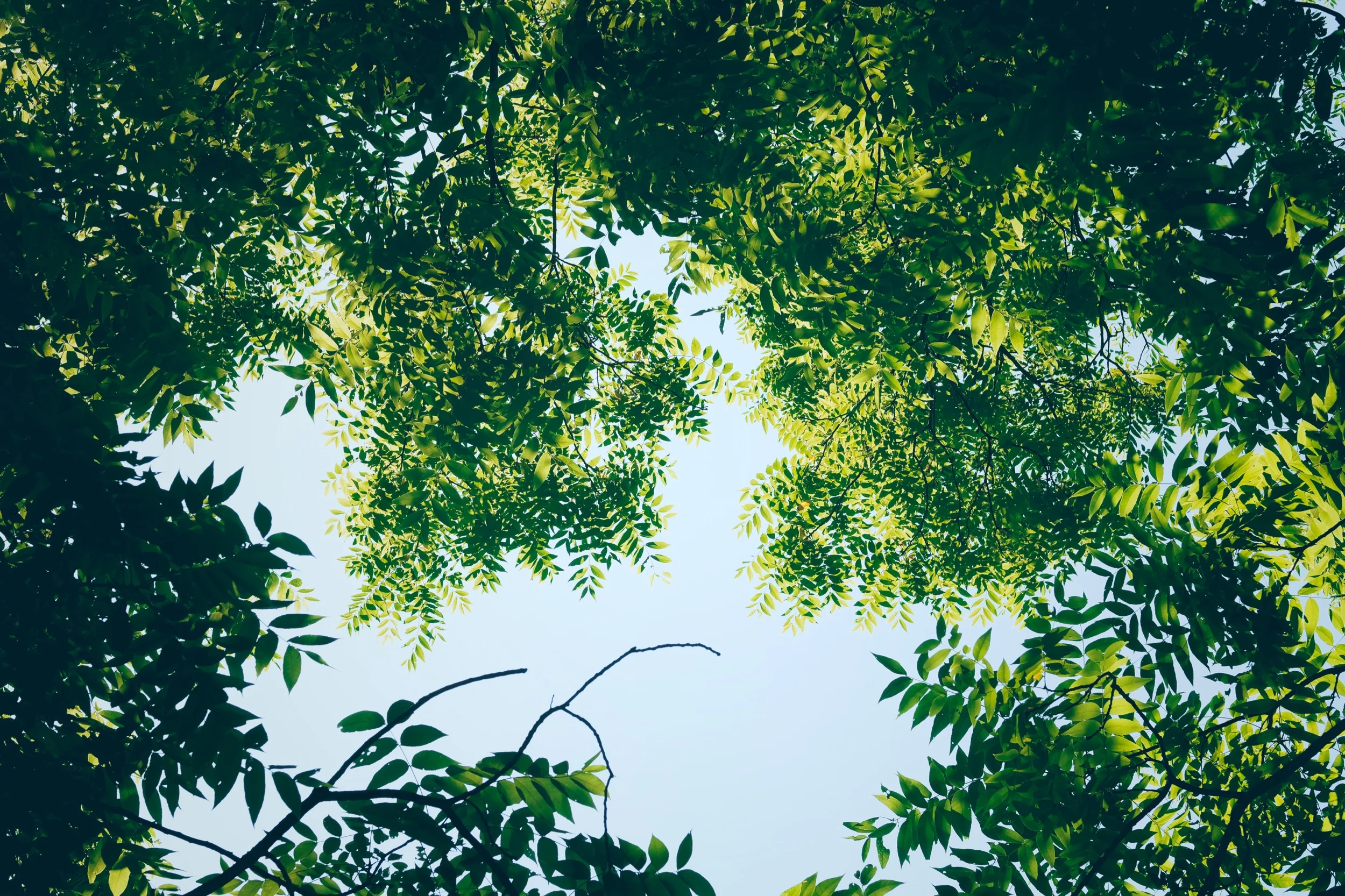 trees_troutbeck