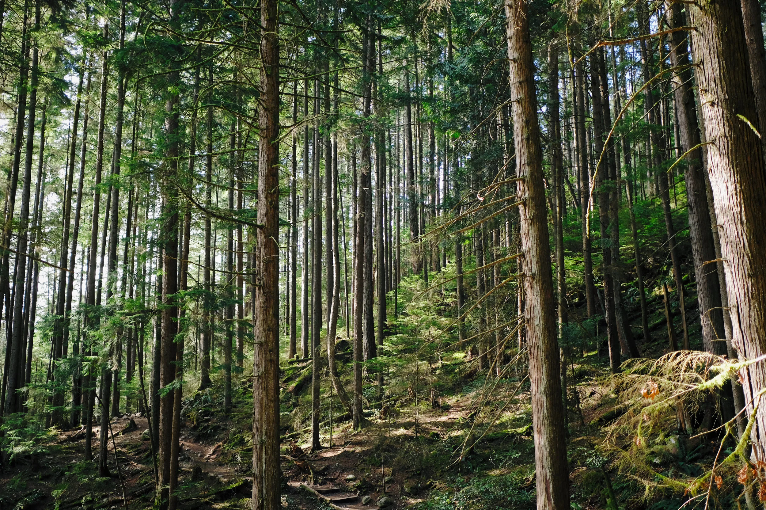 britsh_columbia_trees.jpeg