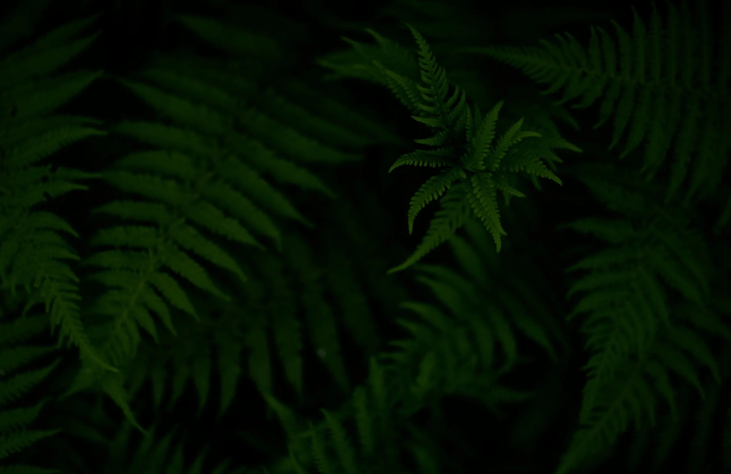 ferns_dark.jpg