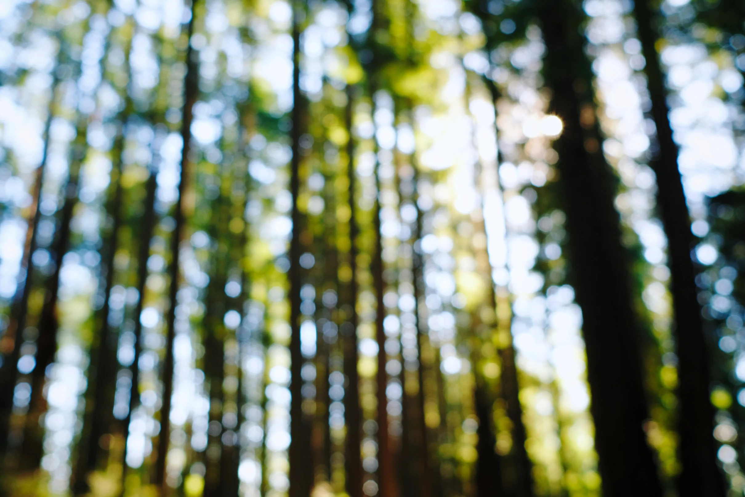 british_columbia_trees_bokeh.jpg