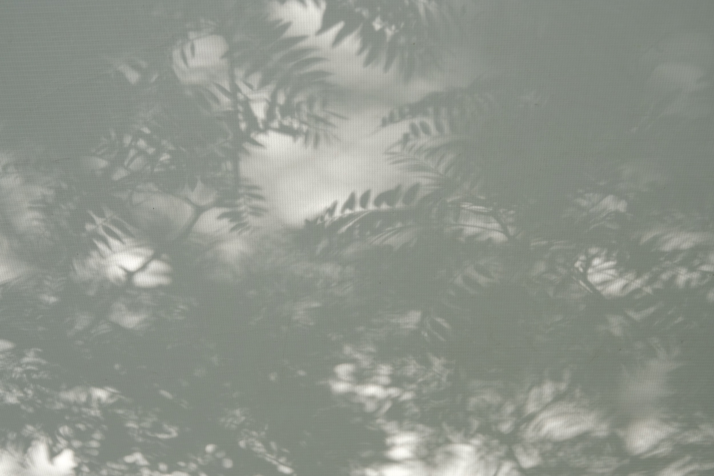 3BB2FF26-A36C-4696-B81F-C700C35485B9-22424-00000F6EA38A6C1C.jpeg
