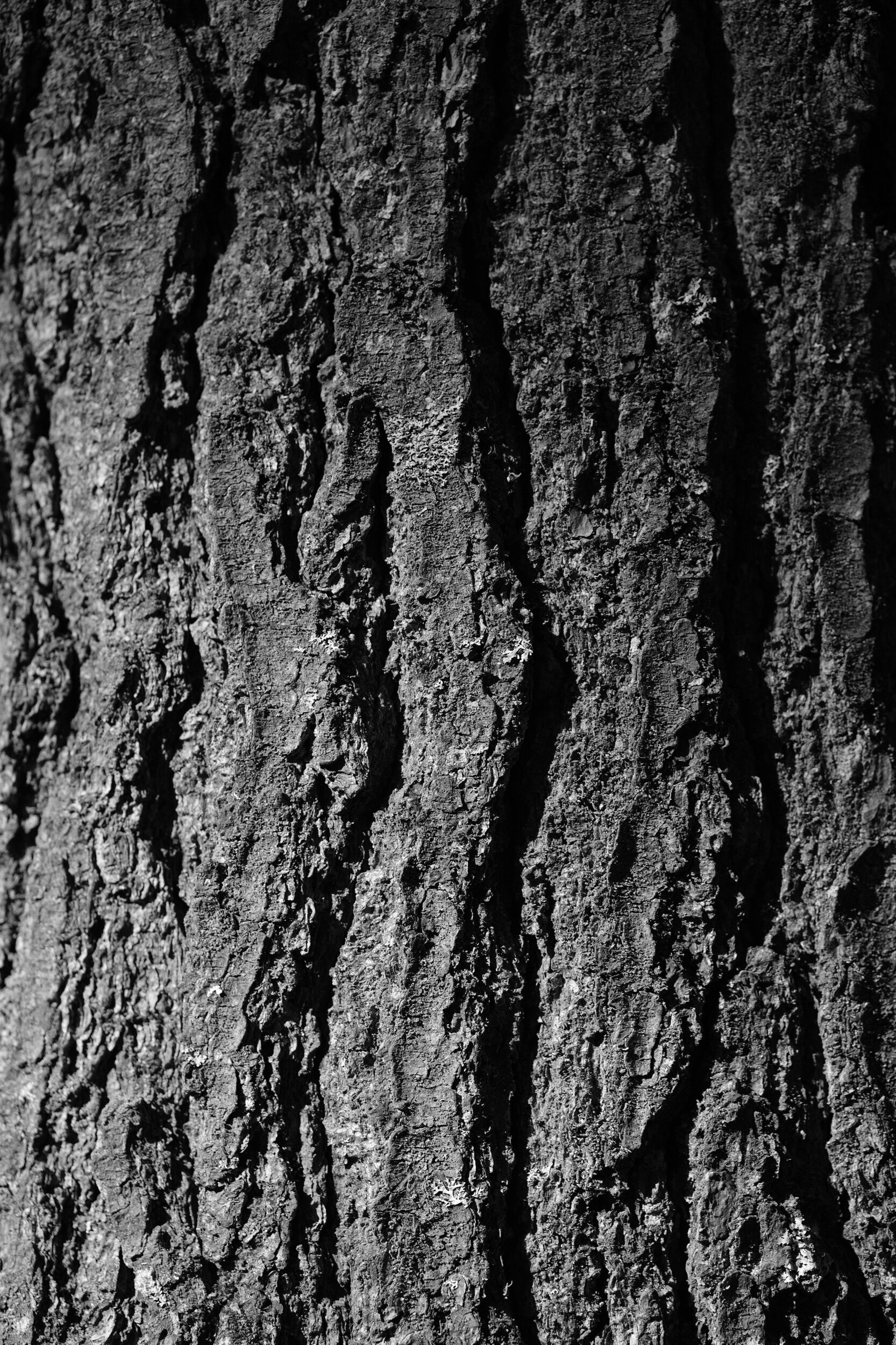 53E9780C-9532-414A-B08C-41C2604472E5-37935-0000072A24FD2A6E.jpeg