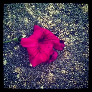 Transient
