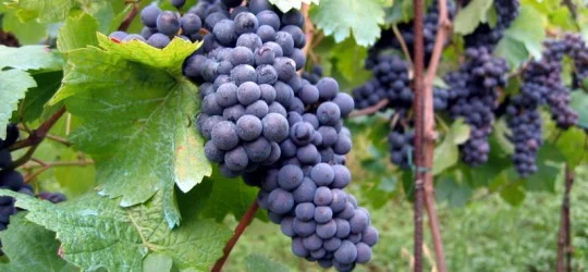 Vineyard_in_Montone-540x250.jpg
