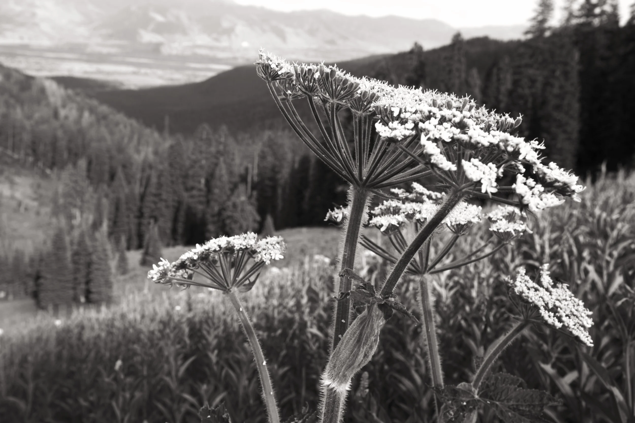 ALONG THE PATH-1