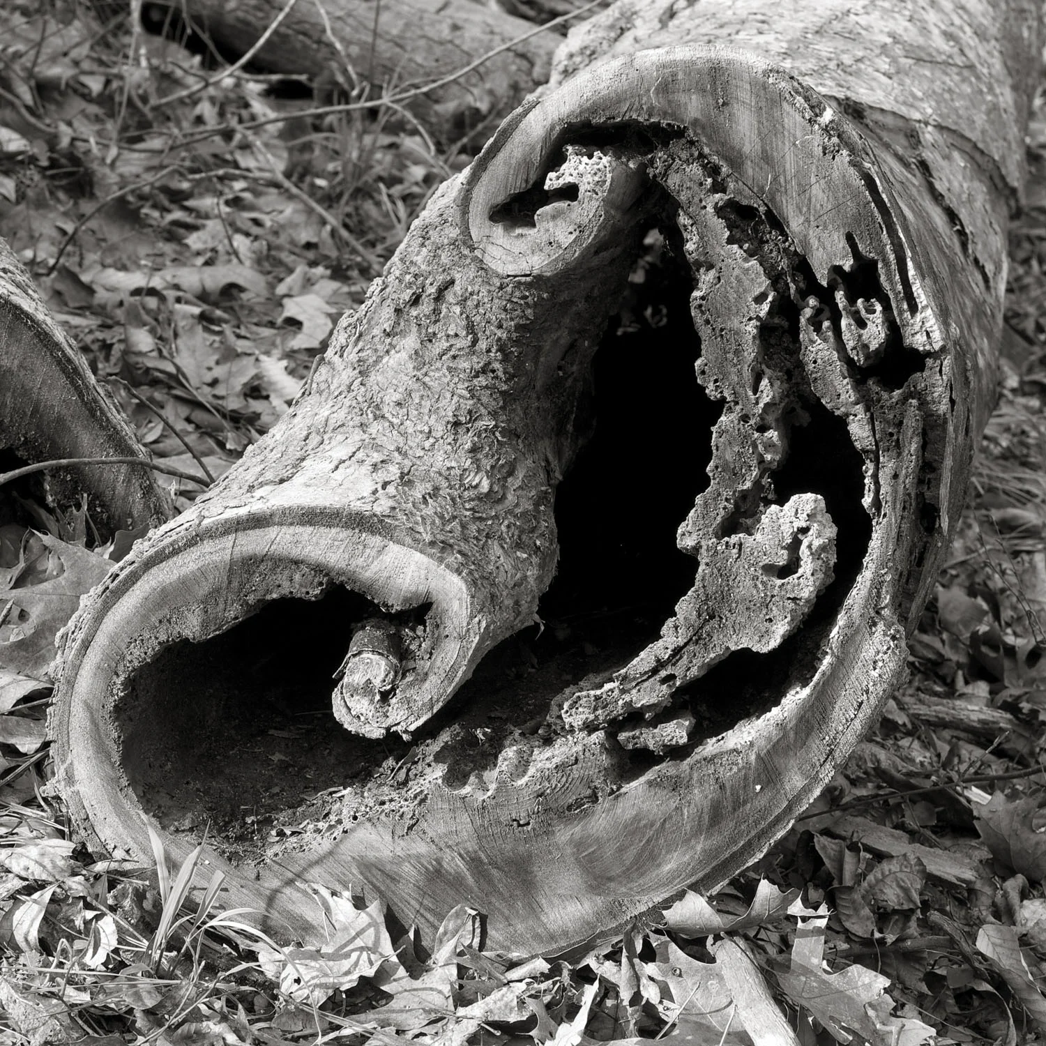 OAK MOUNTAIN - WOOD ABSTRACT-1