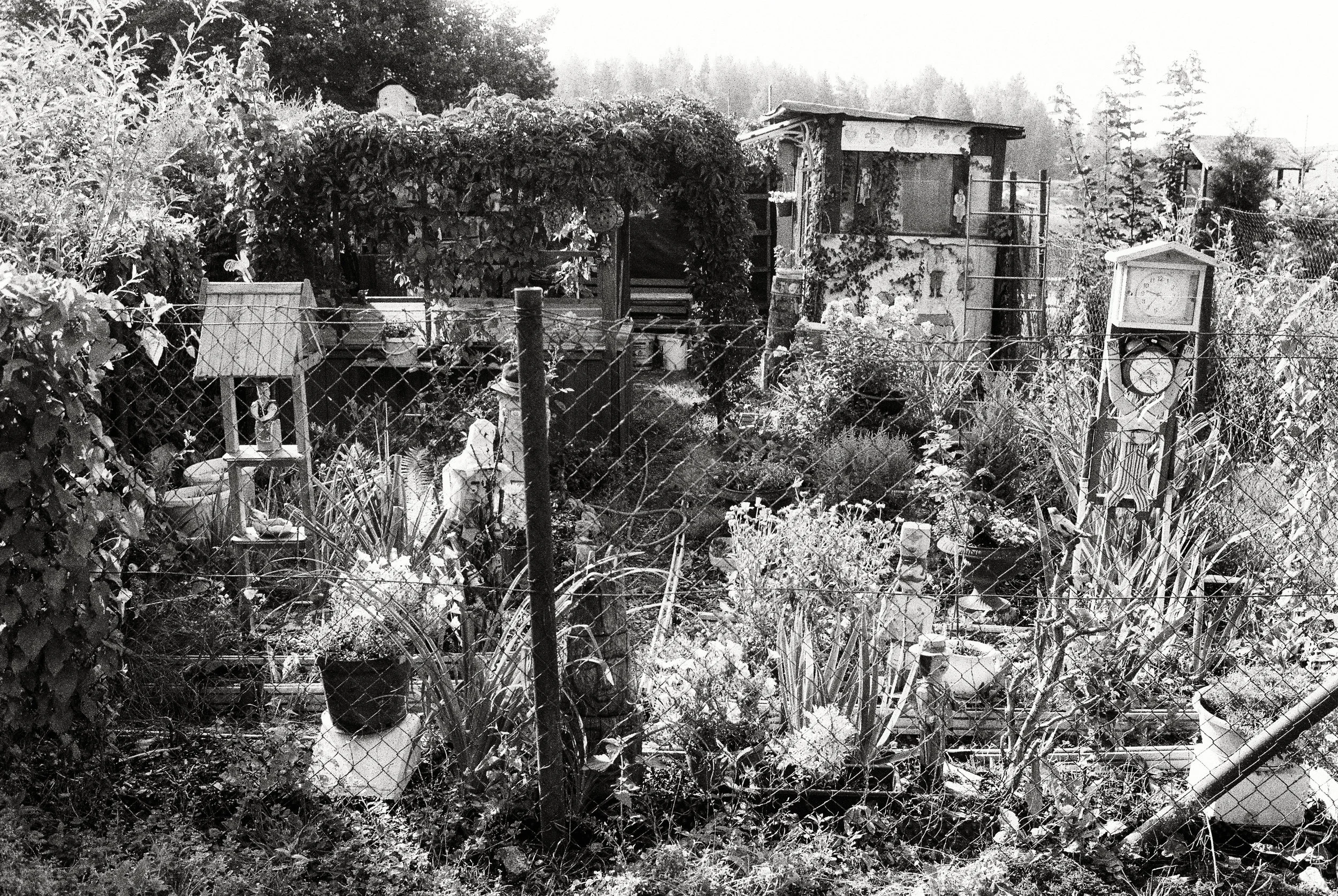 Garden Study1