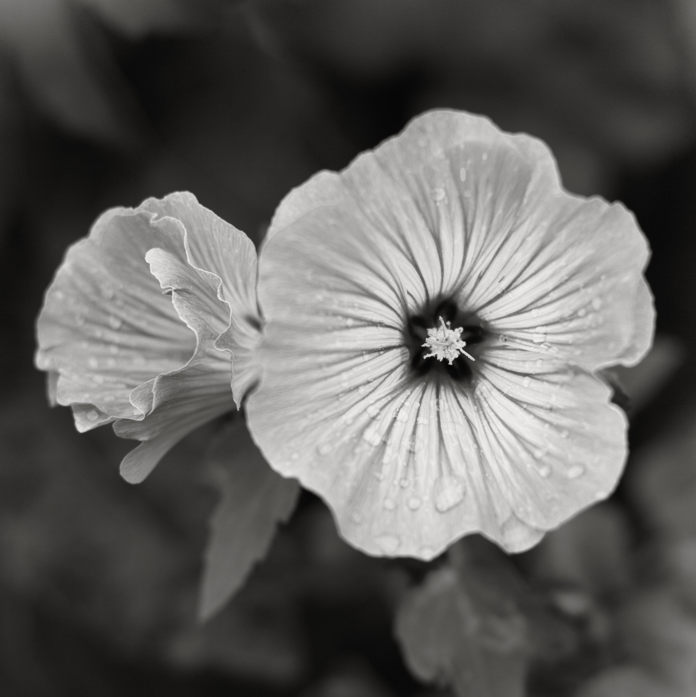 Frymburk-flowerBW4A.jpg